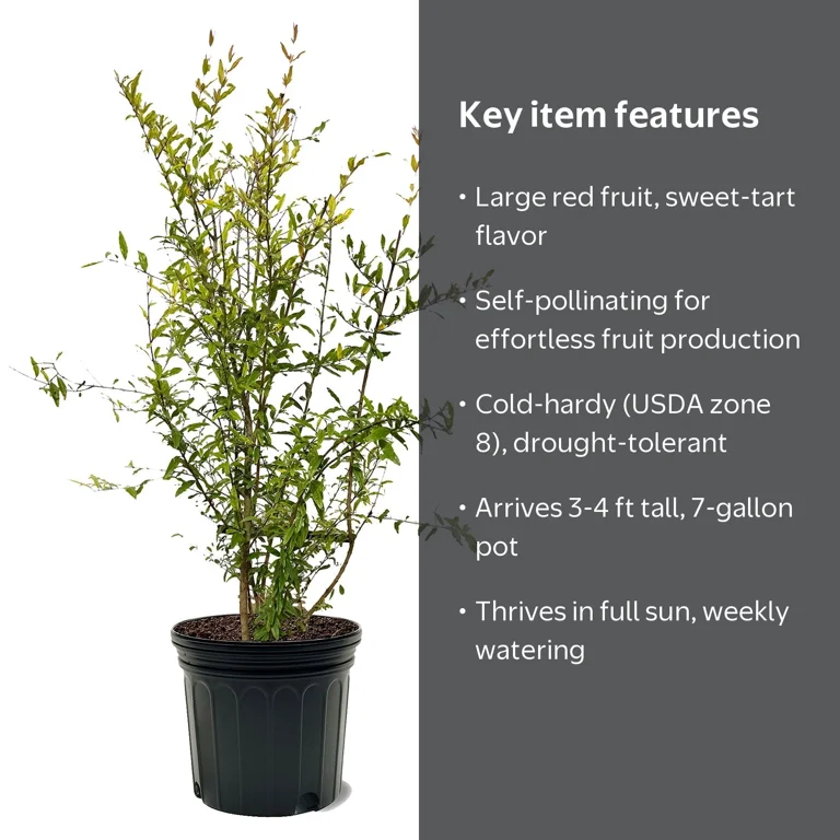Expert Gardener Salavatski Pomegranate Live Tree, 3-4 ft Tall in 7