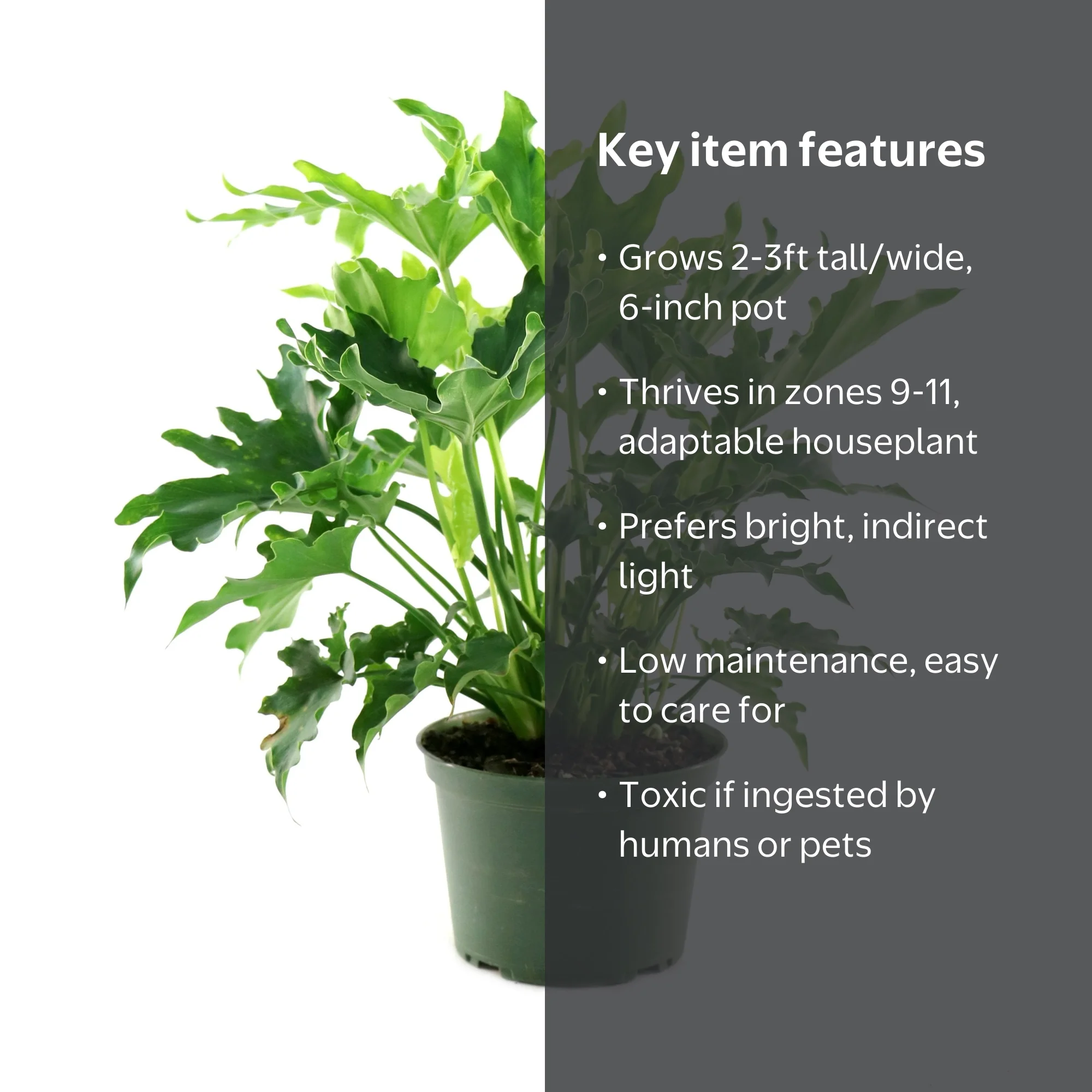 6 in. Philodendron Lickety Split Plant in Grower Container - Walmart.com