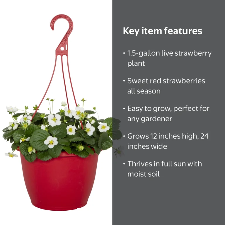 Expert Gardener 1.5gal Strawberry Live Edible Plant Hanging Basket