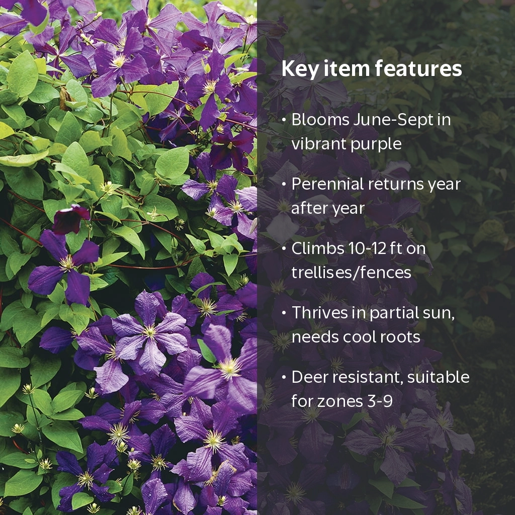 Van Zyverden Clematis Jackmanii Set of 1 Plant Purple Partial Sun