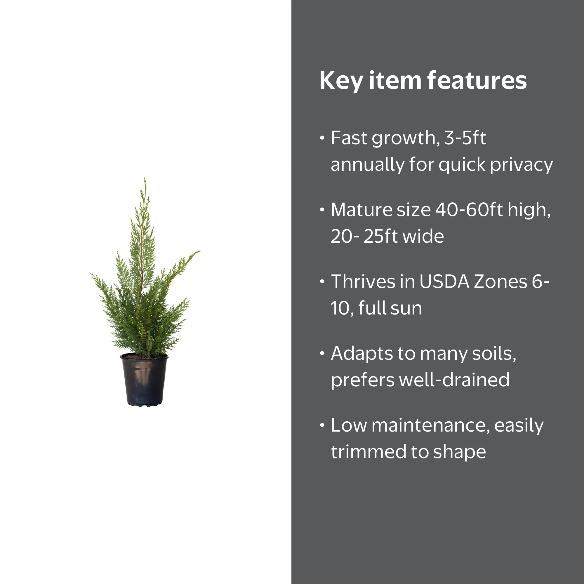Expert Gardener Leyland Cypress (2.5 Quart) Fast Growing Evergreen