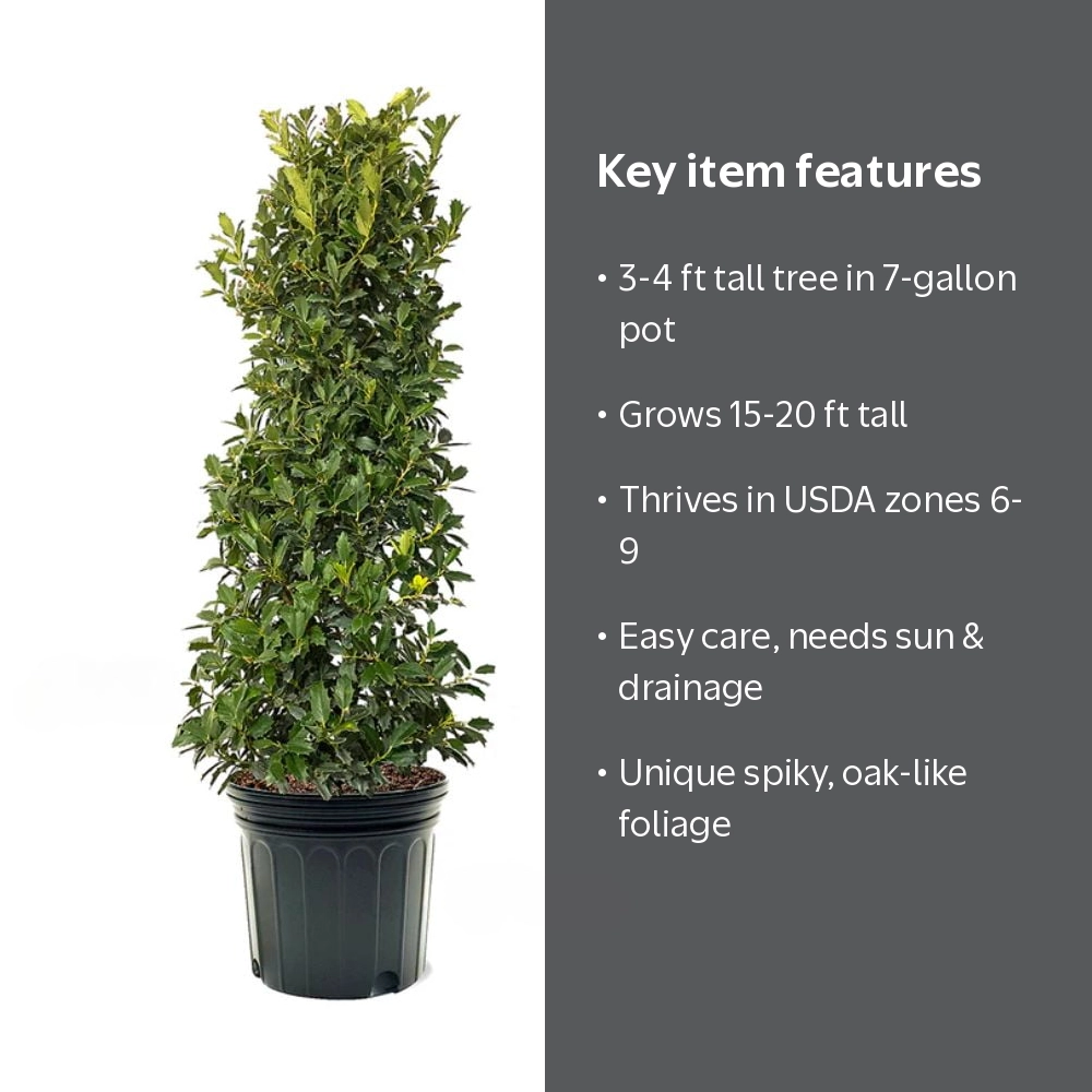 Expert Gardener 3-4 ft tall Oak Leaf Holly Live Tree in 7-Gallon
