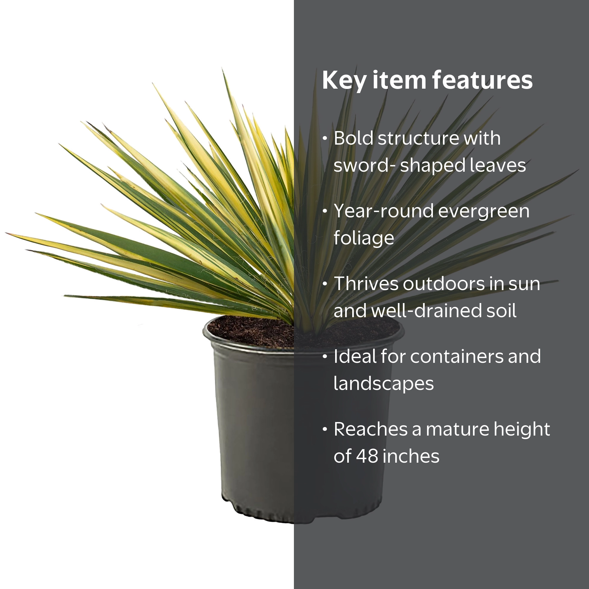 Expert Gardener Color Guard Yucca Live Shrub, Green, 2.25 Gallon