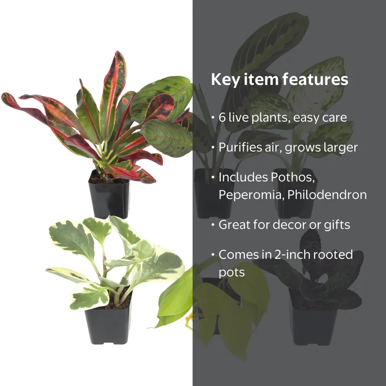 Element by Altman Plants Miniature Live House Plants (6PK), Air
