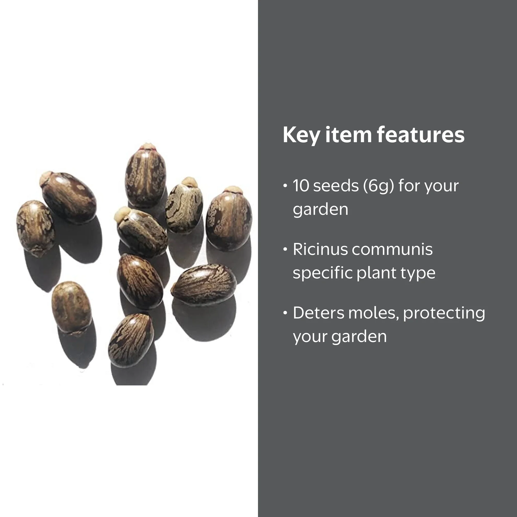 Castor Plant Seeds (Ricinus communis) 10 Seeds (6 Grams) - Mole Plant -  Walmart.com