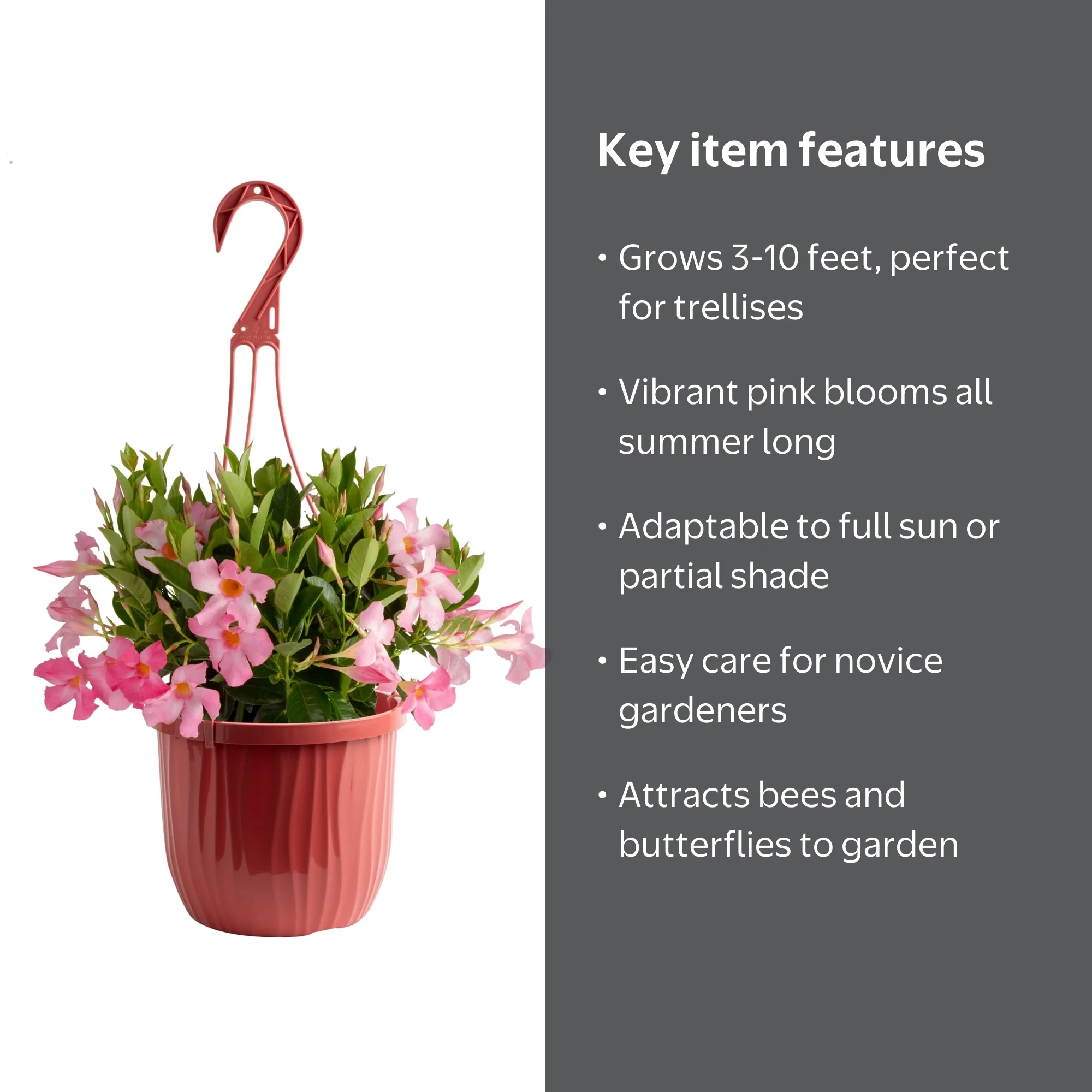Island Blooms Mandevilla Pink Live Plant in 3 Quart Hanging Basket