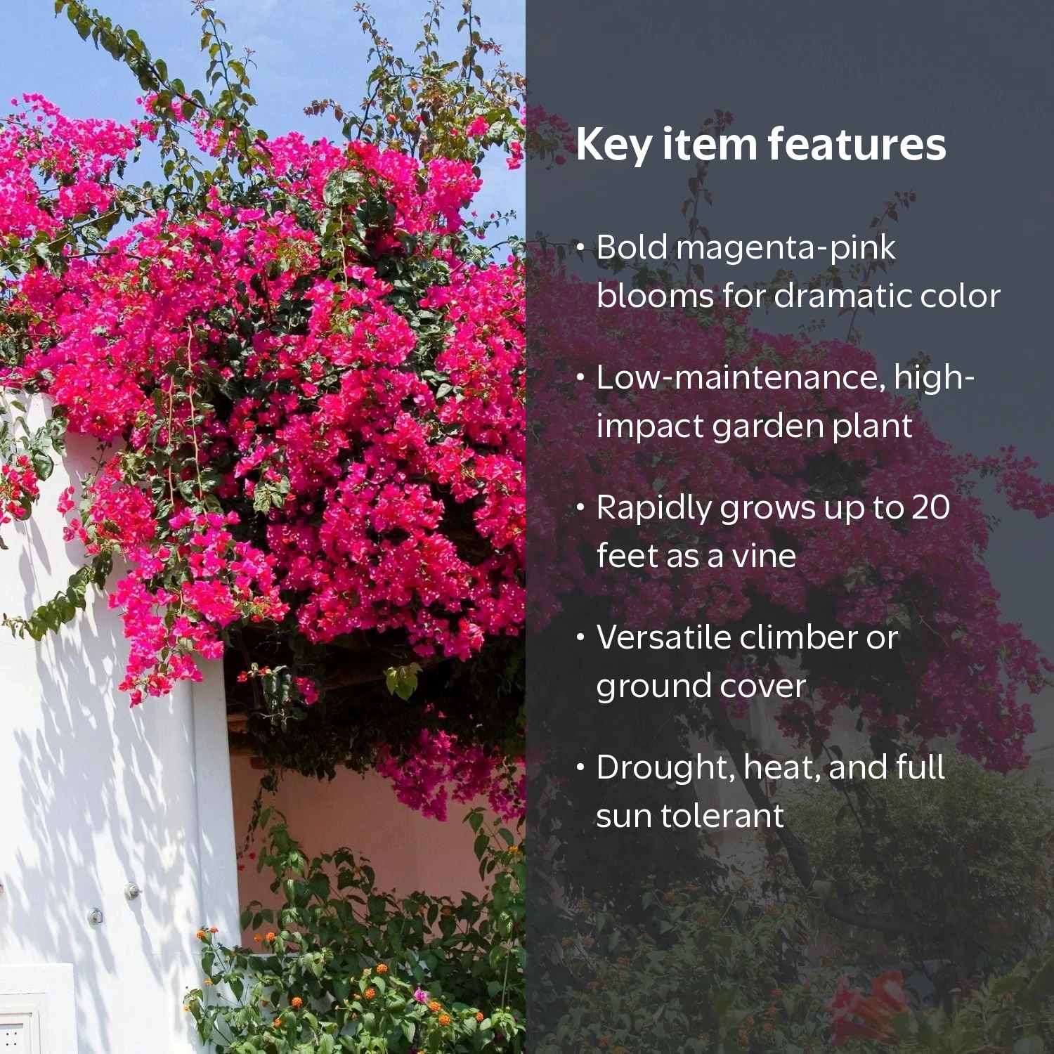 Set 2 Barbara Karst Bougainvillea Live Plant, Original Barbra