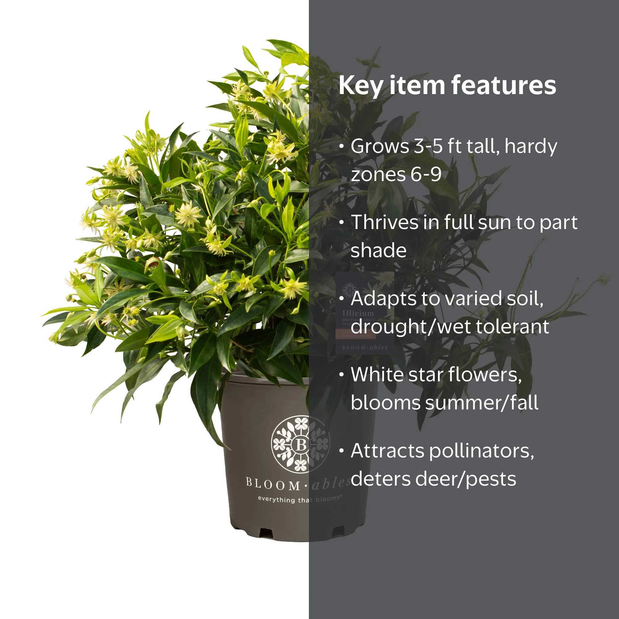 Bloomables® 2.25 gal. Star Flower Orion™ Illicium White Flowers