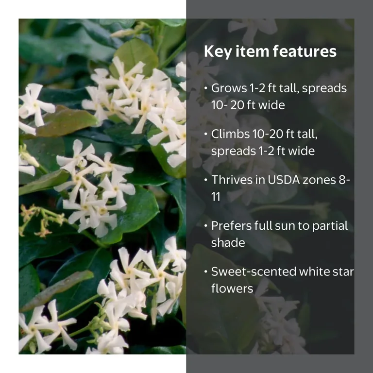 Expert Gardener Star Jasmine 'Large Leaf' (2.5 Quart) Aromatic