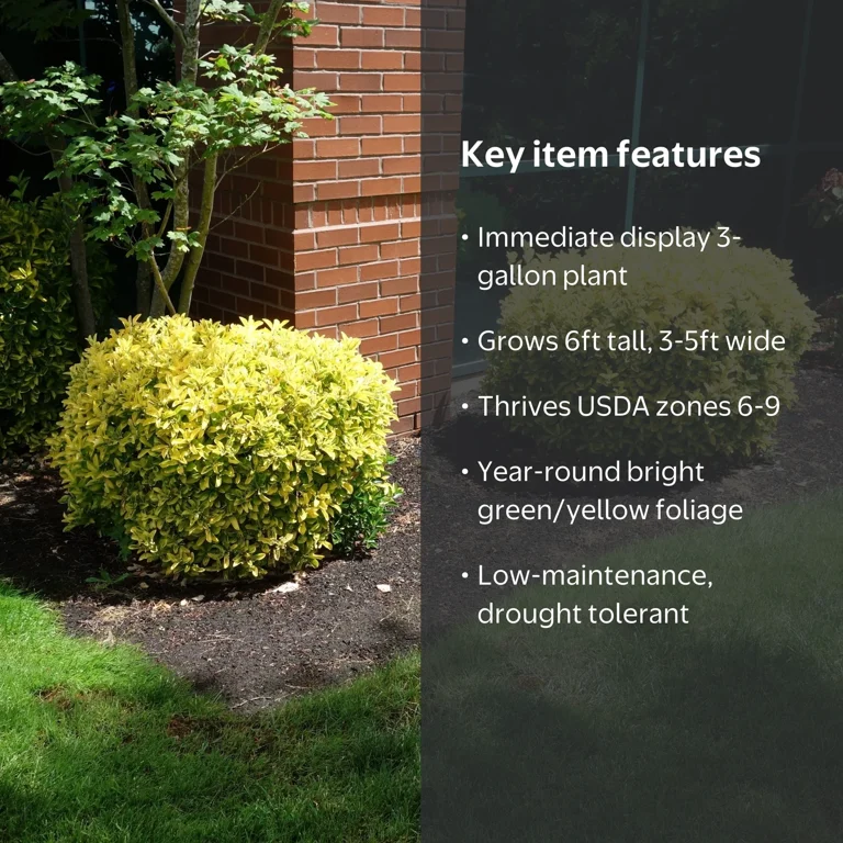 National Plant Network 3 gal Euonymus 'Golden' Live Shrub with Full Sunlight