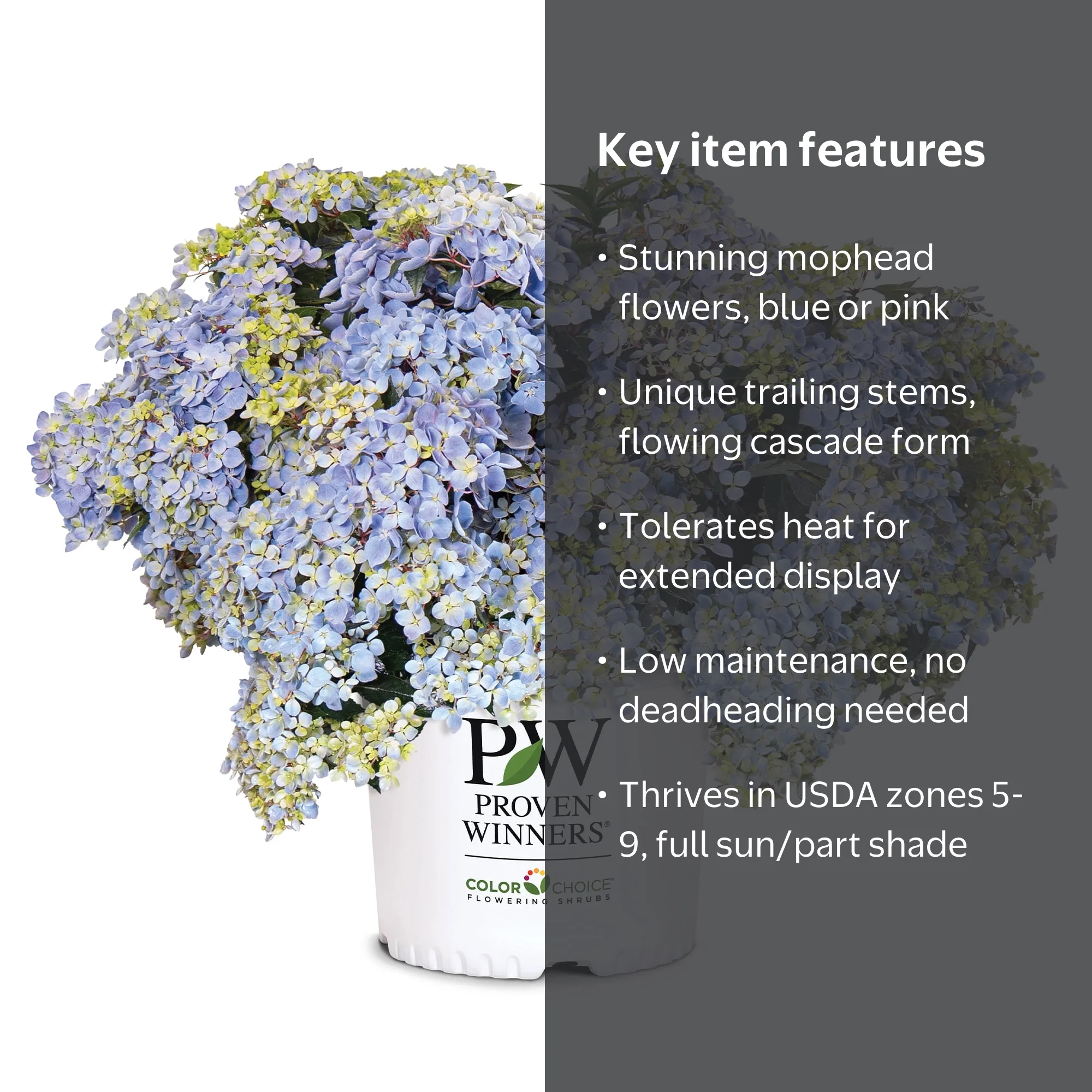 Proven Winners ColorChoice Fairytrail Fresco Hydrangea Live Shrub