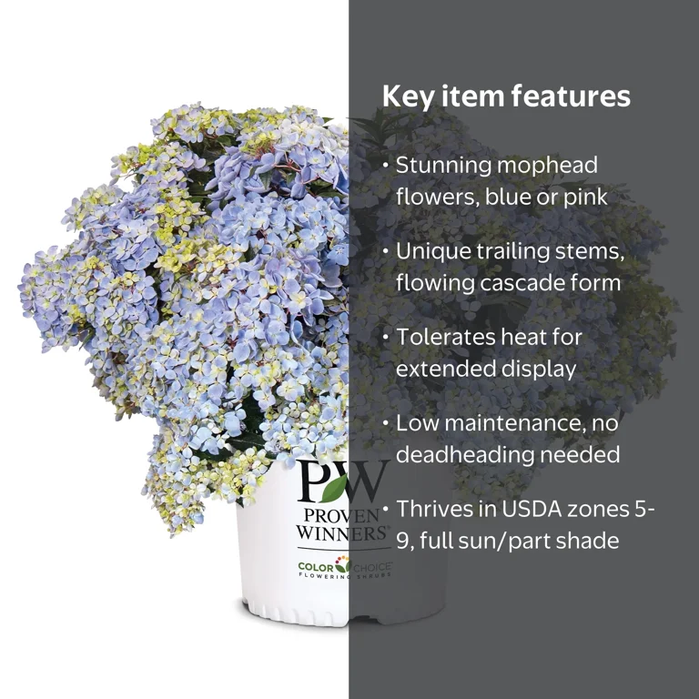 Proven Winners ColorChoice Fairytrail Fresco Hydrangea Live Shrub