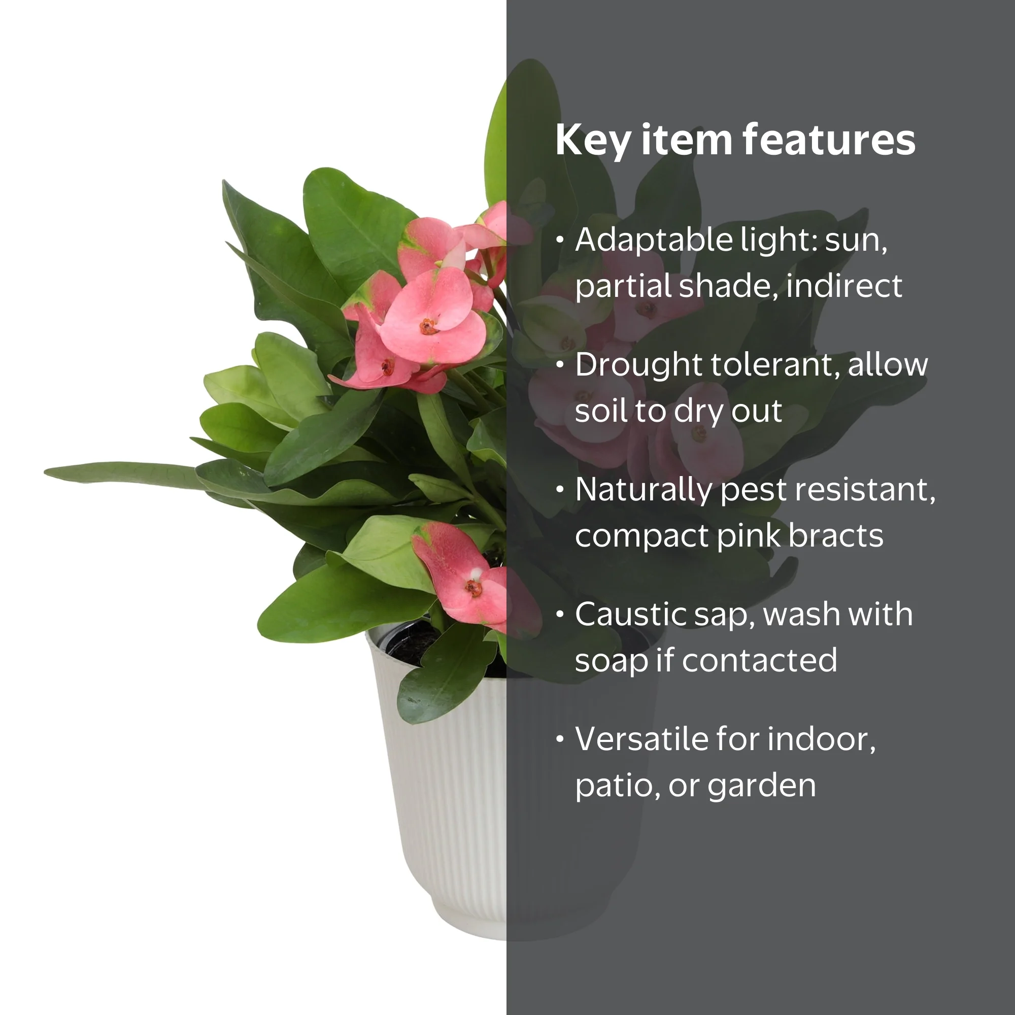 Altman Plants Pink Crown of Thorns Plant (Euphorbia Milii) in 4.25