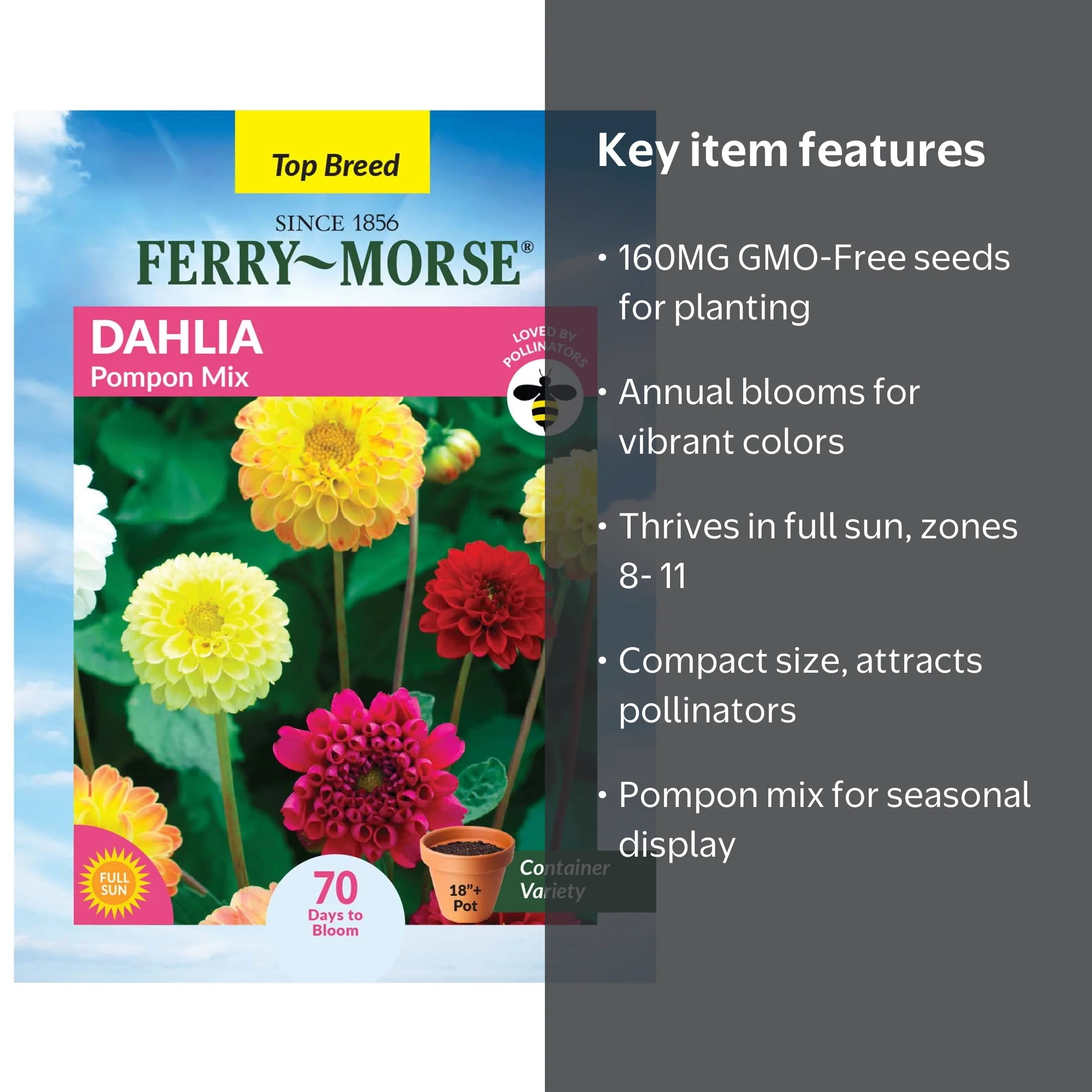 Ferry-Morse 160MG Dahlia Pompon Mix Annual Flower Seeds, Full Sun