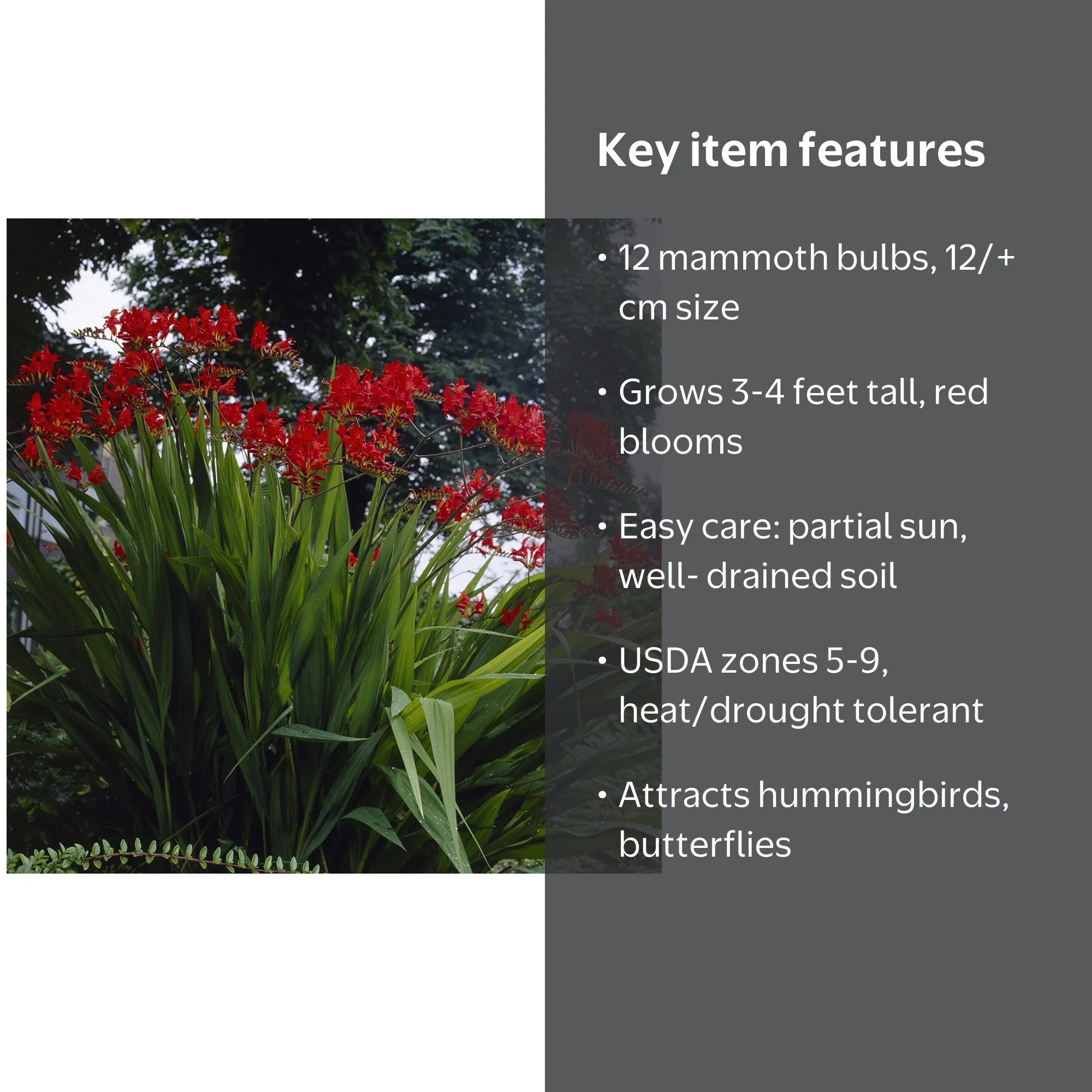 Van Zyverden Crocosmia Giant Lucifer Set of 12 Mammoth Bulbs Red