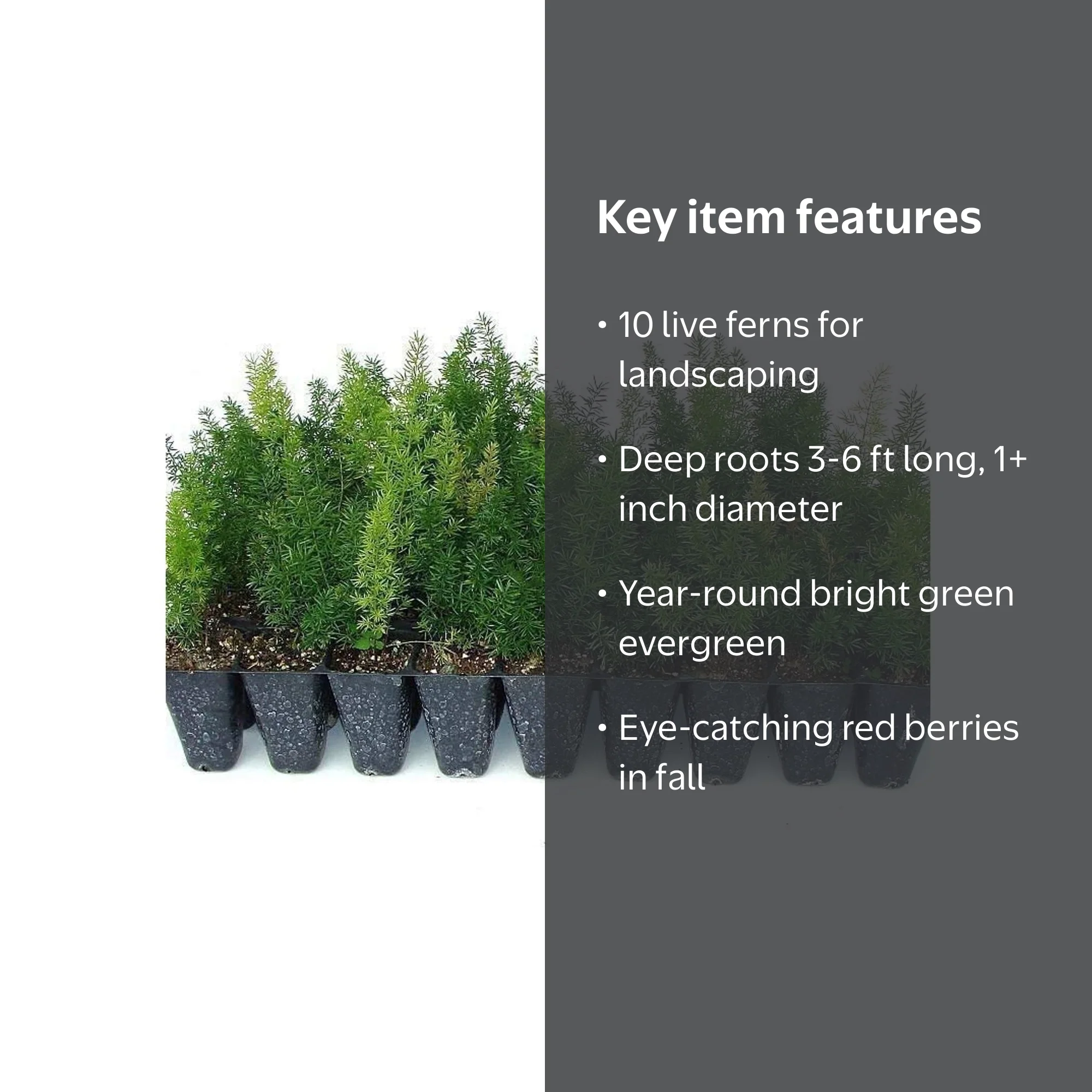 Florida Foliage, Foxtail Fern Myers, 10 Live Plants, Drought