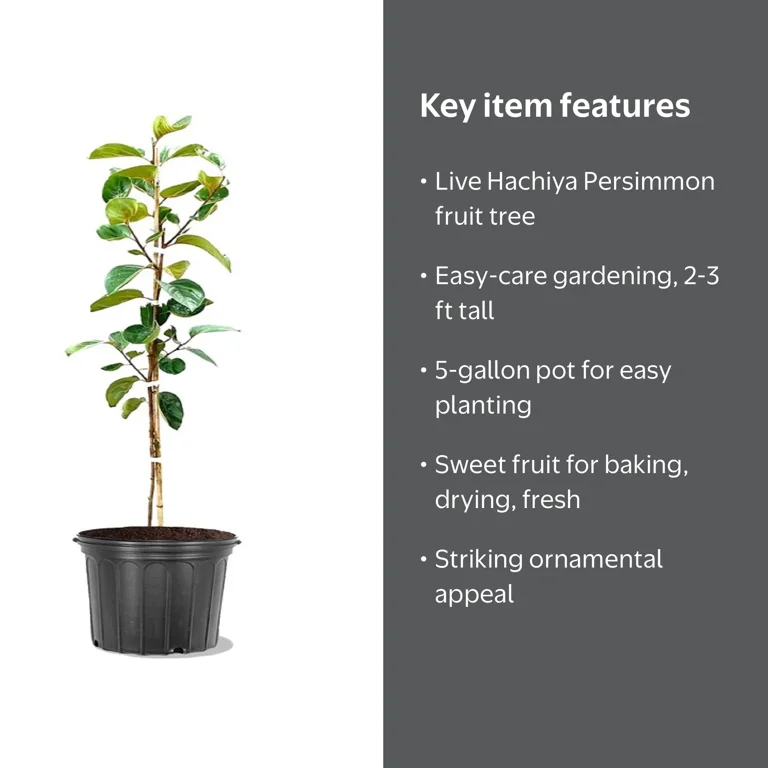 Expert Gardener 2-3 ft. tall Hachiya Persimmon Live Tree in 5