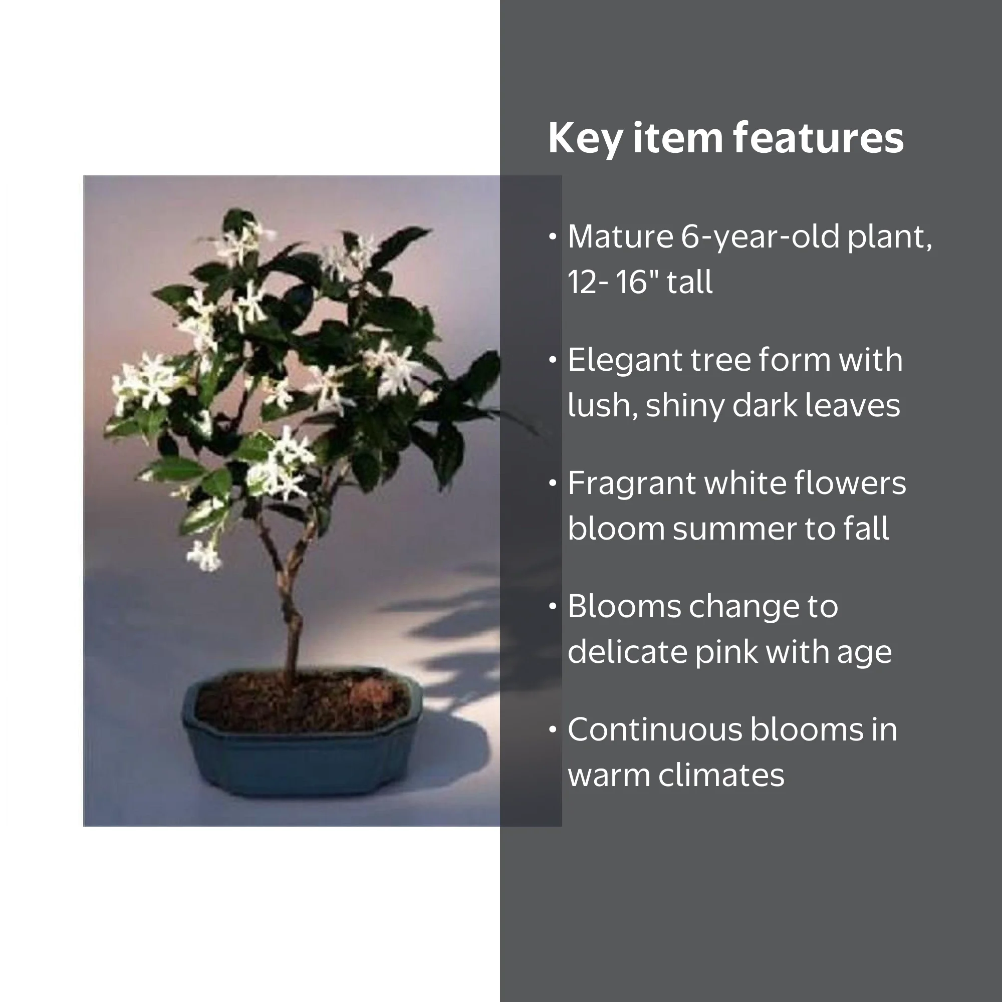 ConfiguraciOn Trachelospermum Jasminoides, White Jasmine Bonsai Tree,  Fragrant Indoor Plant - Walmart.com