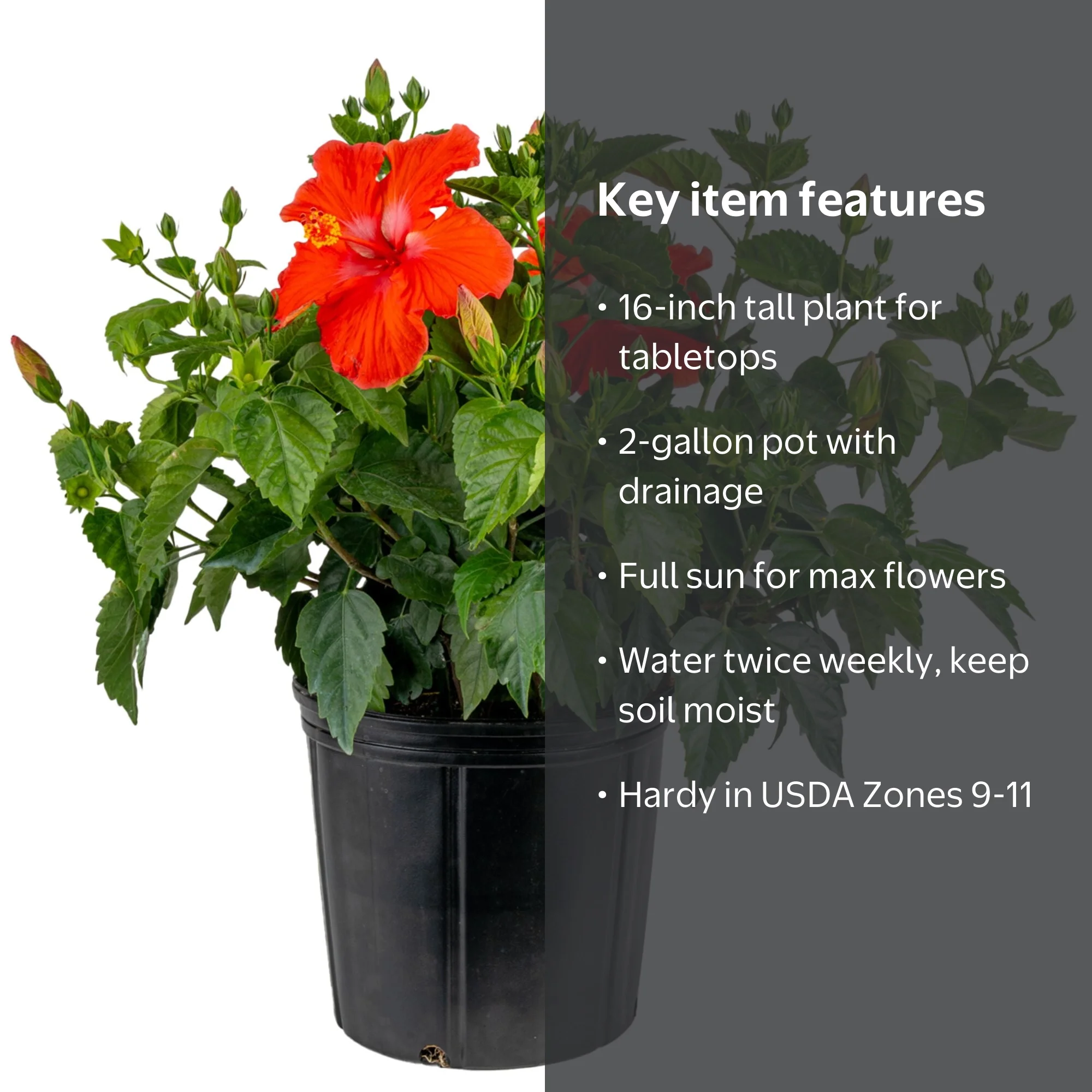 Island Blooms by Costa Farms 2G Red Hibiscus in grower pot, Direct
