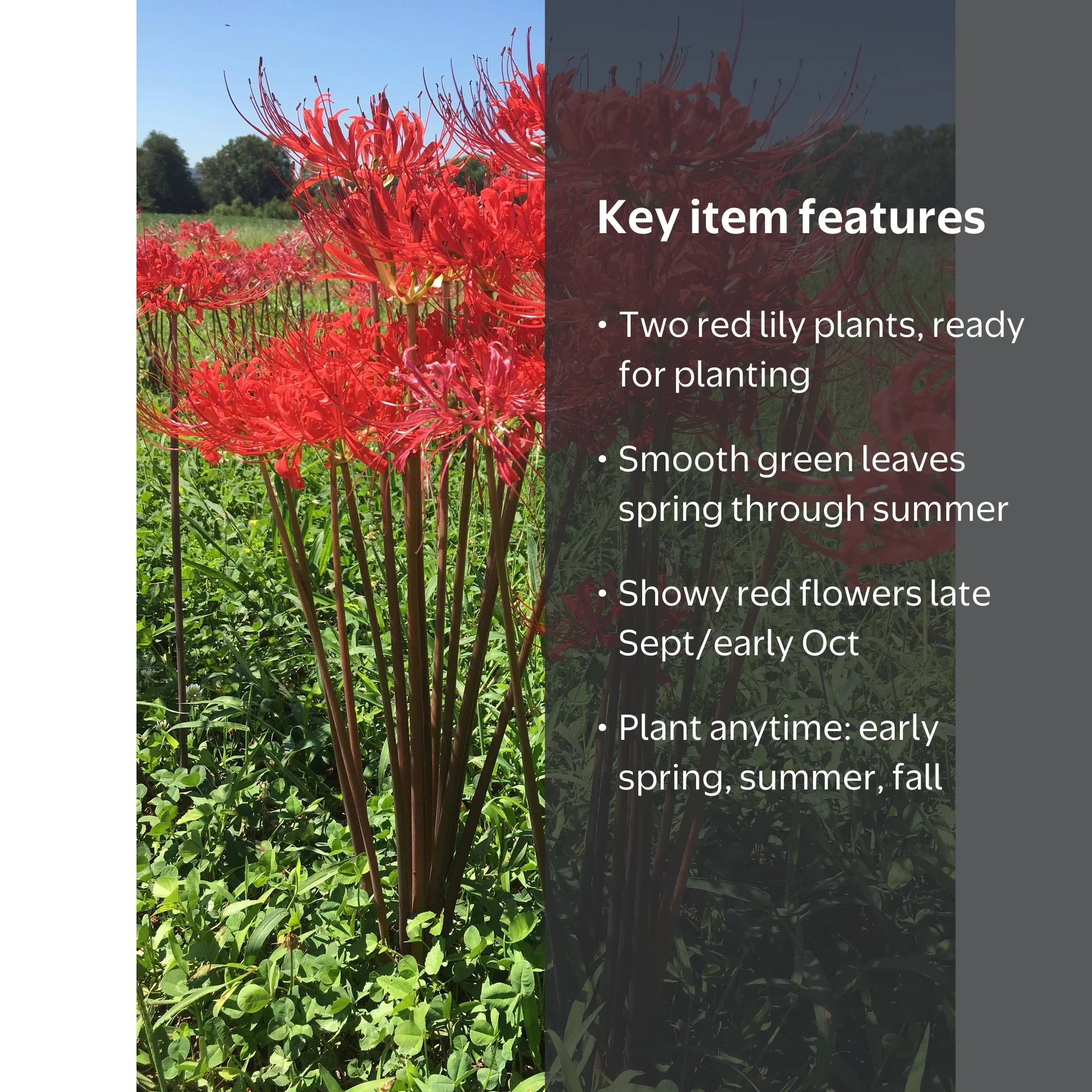 Daylily Nursery, Red Surprise Lily, Resurrection Lily, 2 Bareroot