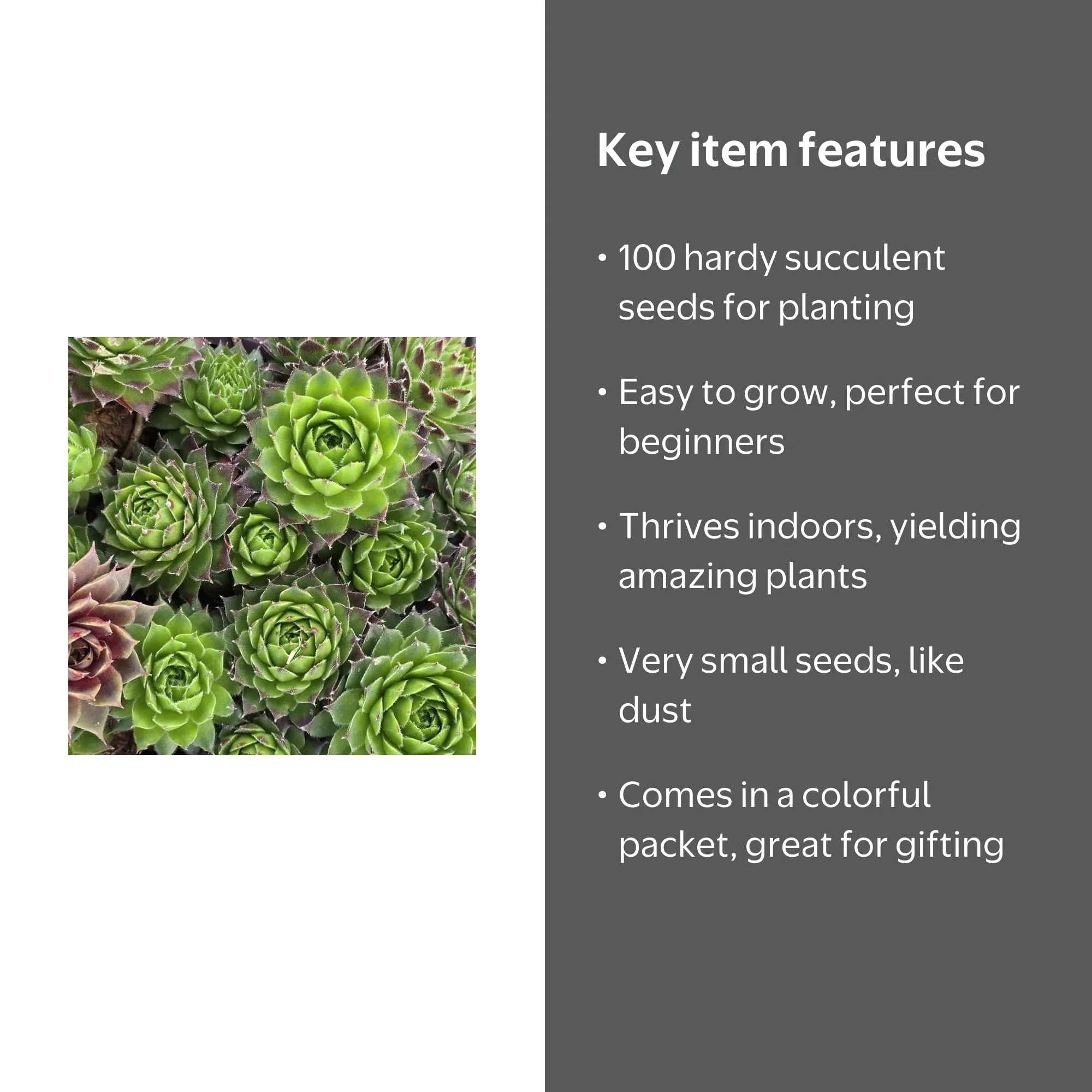 Hen's and Chick's Succulent Seeds for Planting (100 Seeds) - Walmart.com