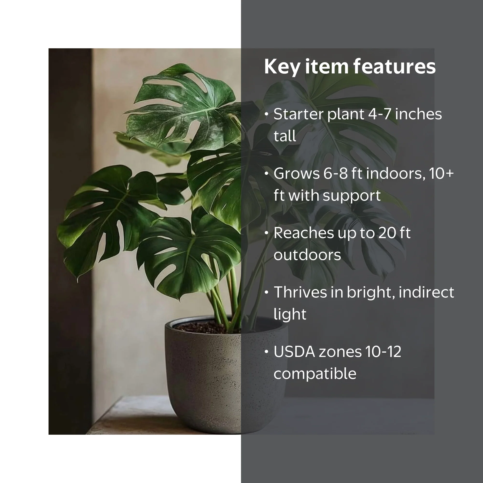 Monstera Deliciosa Plant 4-7" Tall for Planting, Split Leaf Philodendron,  Swiss Cheese Plant Starter Plant, Tropical Houseplant - Walmart.com