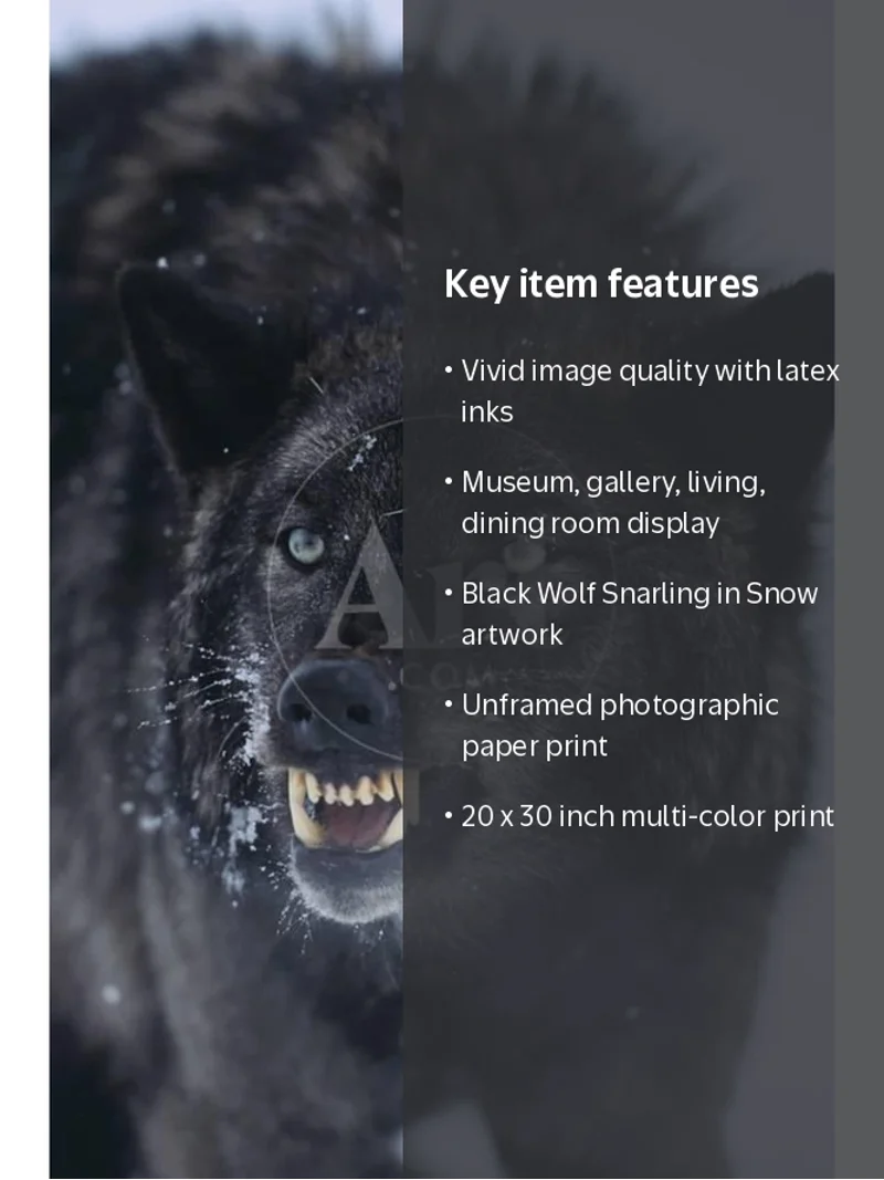 Black Wolf Snarling in Snow, Unframed Photographic Print Wall Art