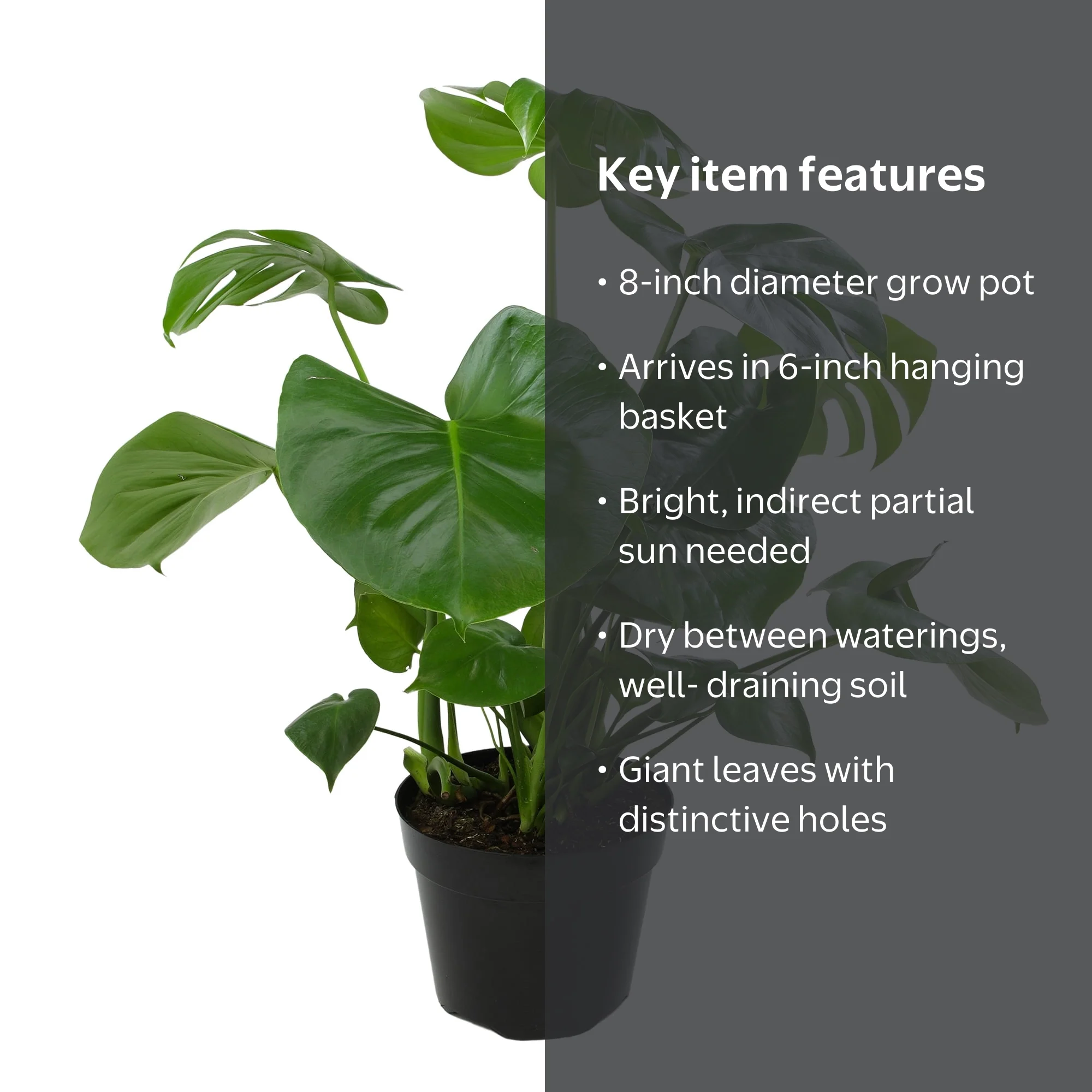 monstera leaf monkey Monstera Monkey Mask Wooden Decoration – Katrina Sophia