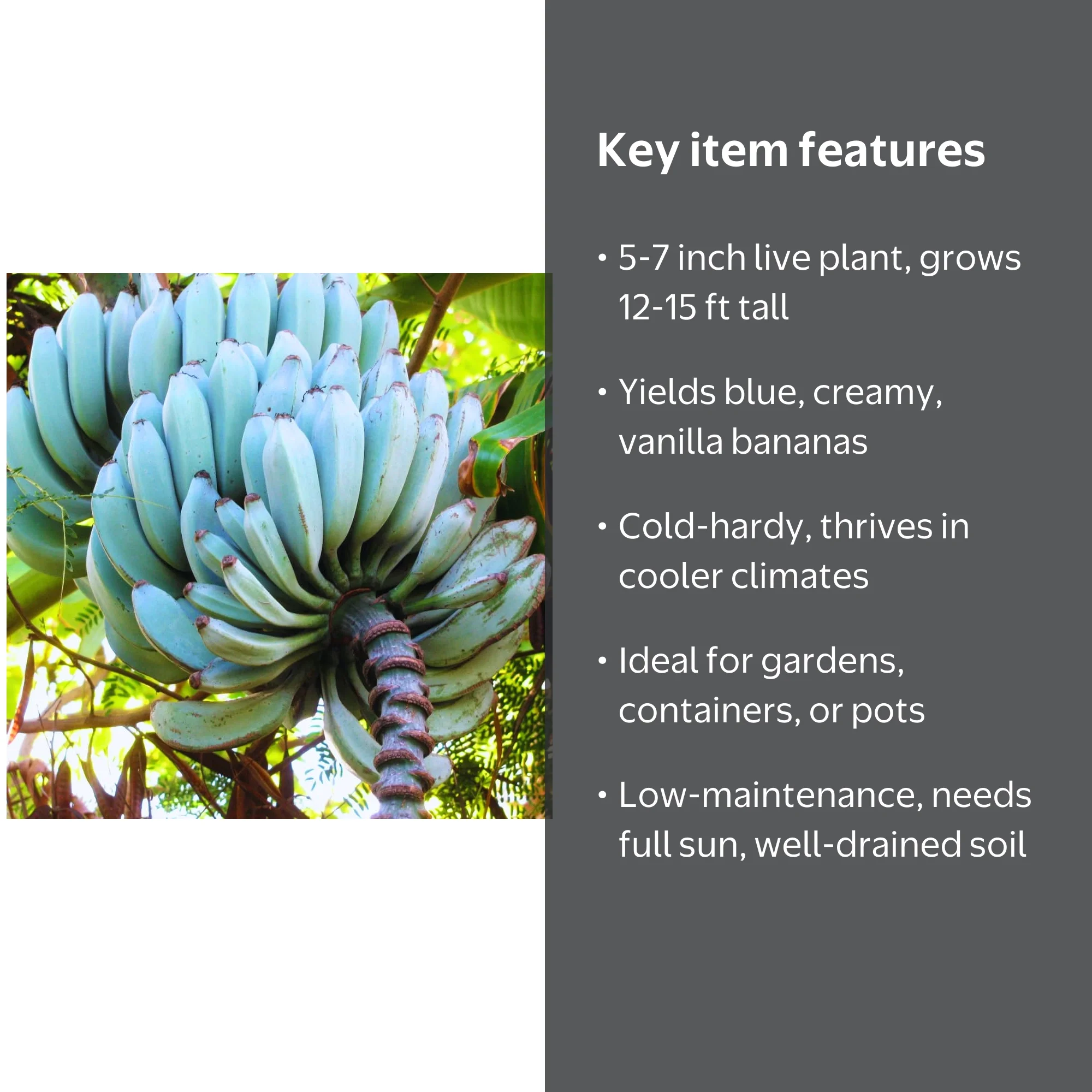 Blue Banana Plant Live, Ice Cream Banana Fruit Tree, Outdoor
