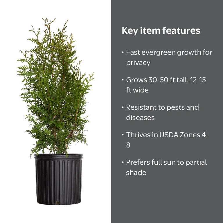 Expert Gardener Green Giant Arborvitae (2.5 Gallon) Fast Growing