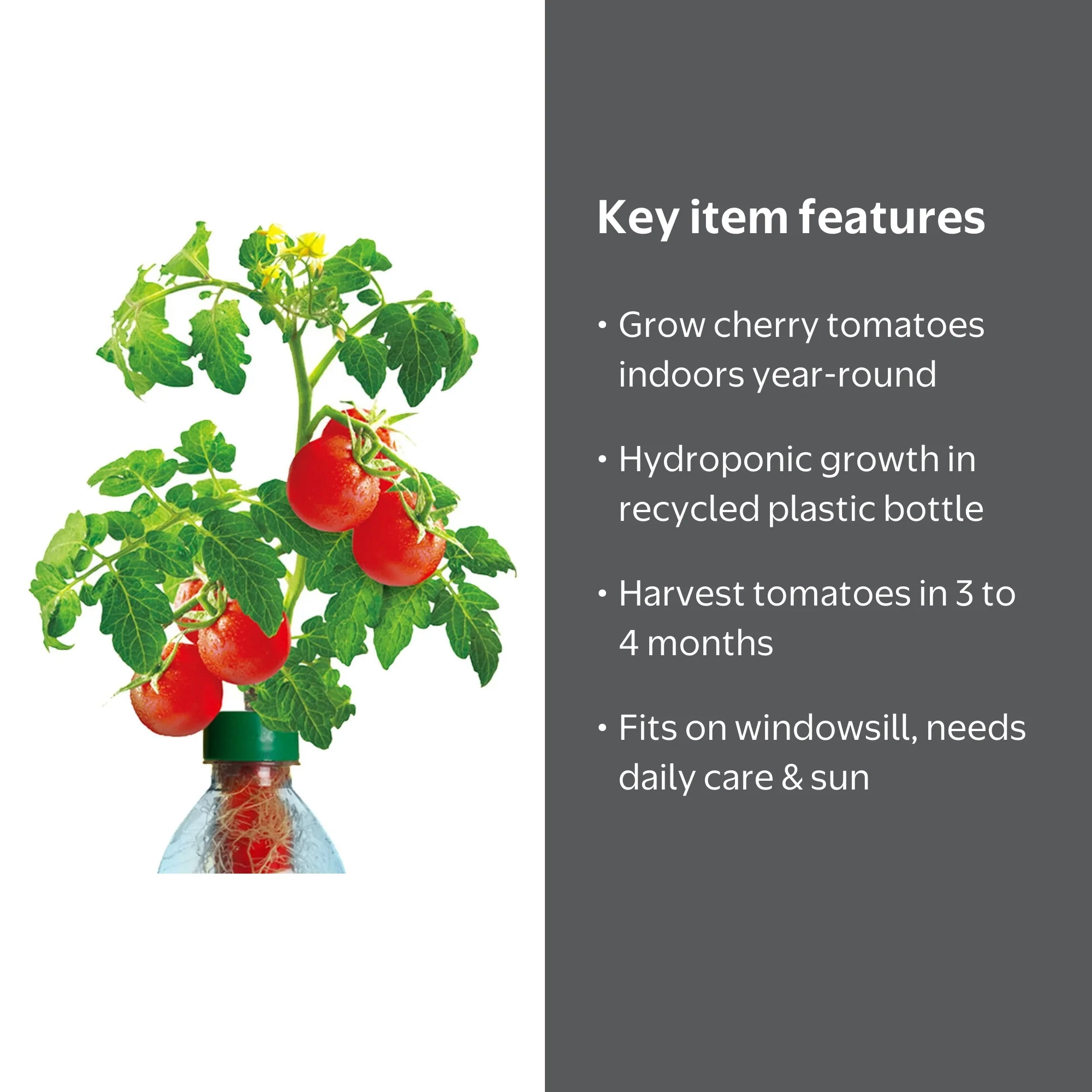 Petomato Tomato Plant Kit, Indoor Cherry Tomato Garden, Grow