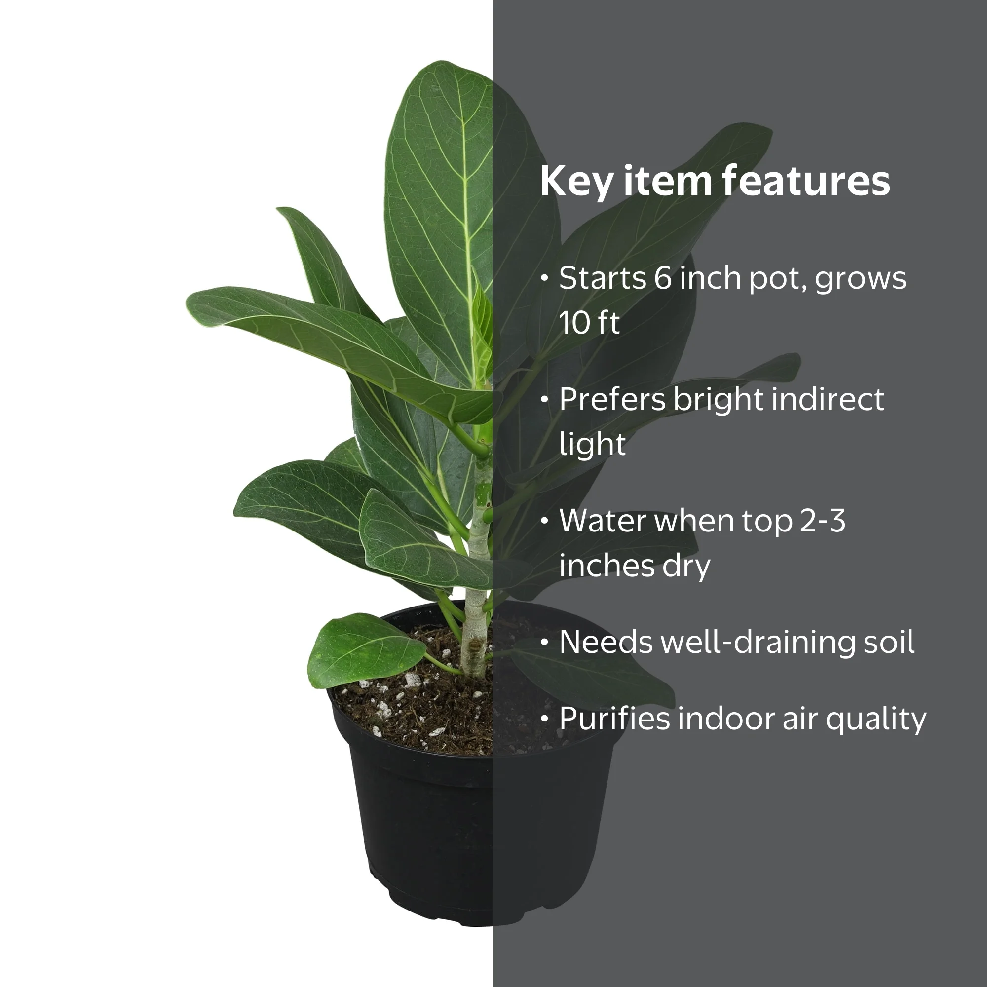 Ficus Audrey Banyan Tree, Indoor Houseplant | 6in. Grow Pot; Filtered Sun |  Element by Altman Plants - Walmart.com