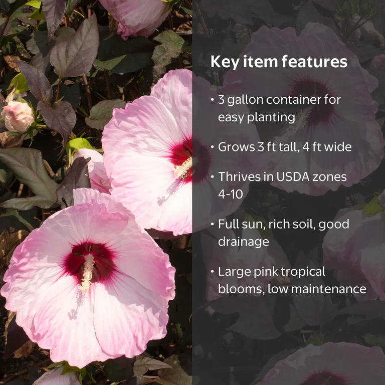 National Plant Network 3 gal. Hibiscus Head Over Heels Blush Live