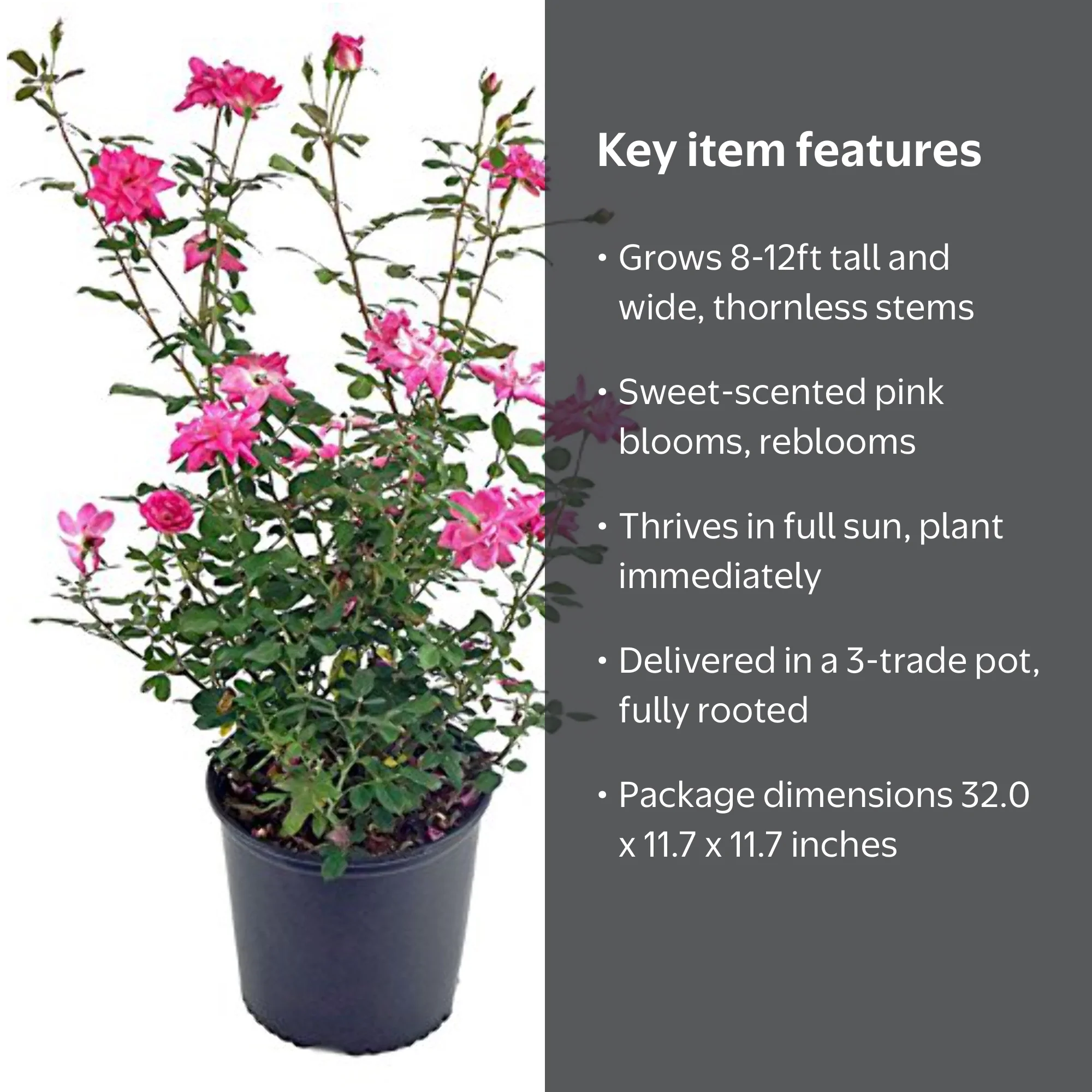 Zephirine Drouhin Climbing Rose - Walmart Business Supplies