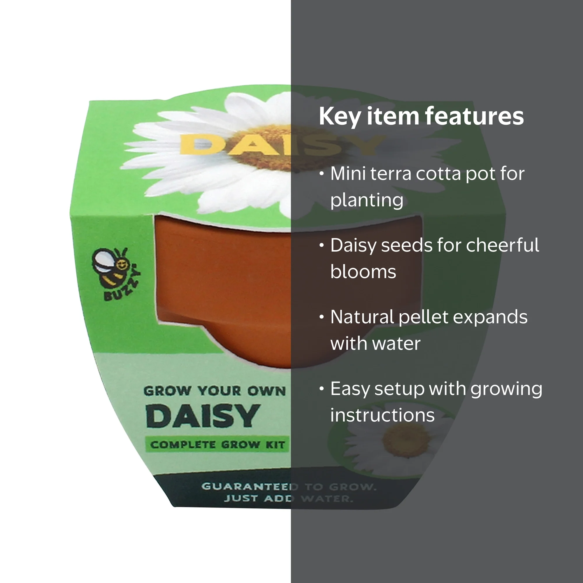 Buzzy Daisy Flower Grow Kit Mini Terracotta Pot Item 97716