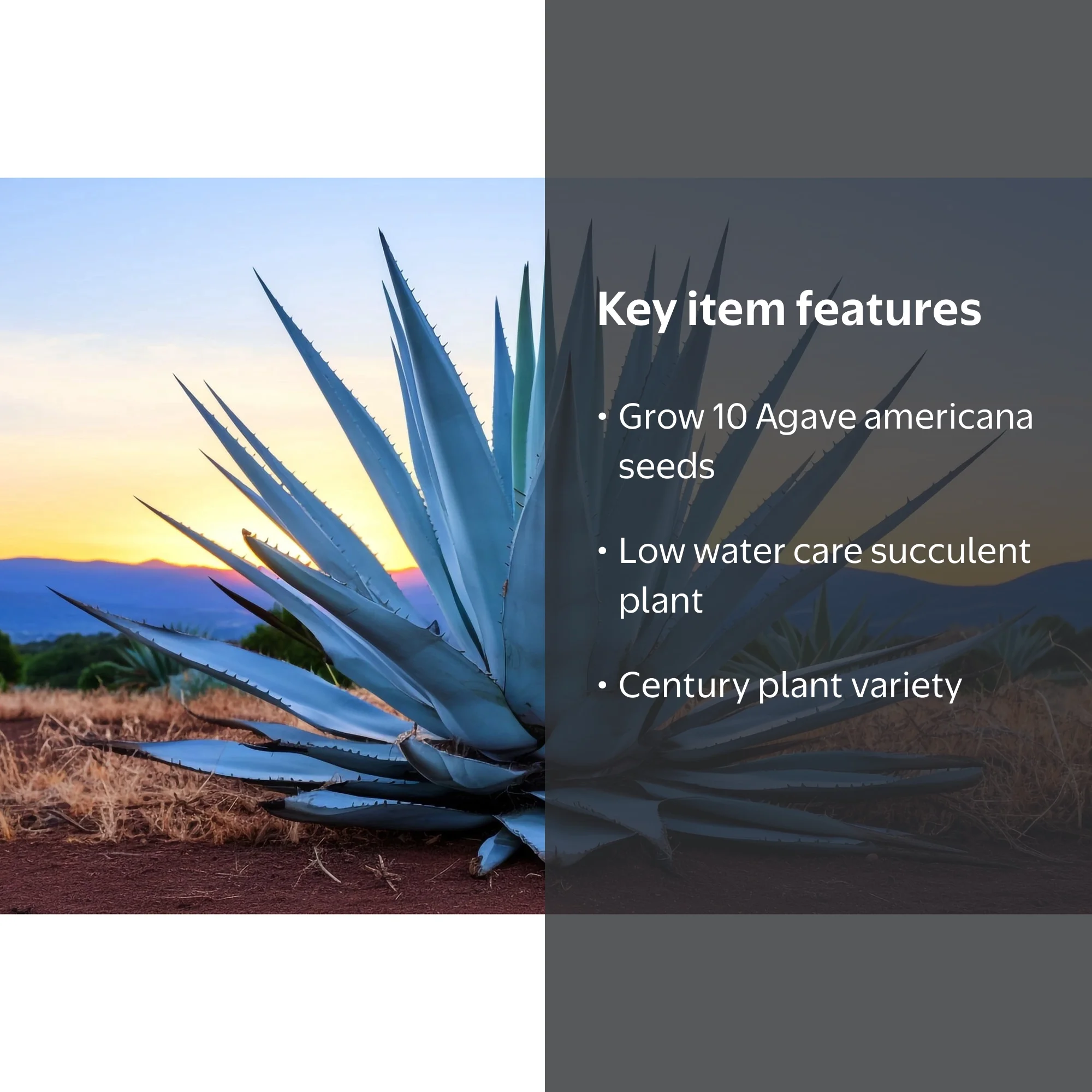 agave vilmoriniana Agave vilmoriniana
