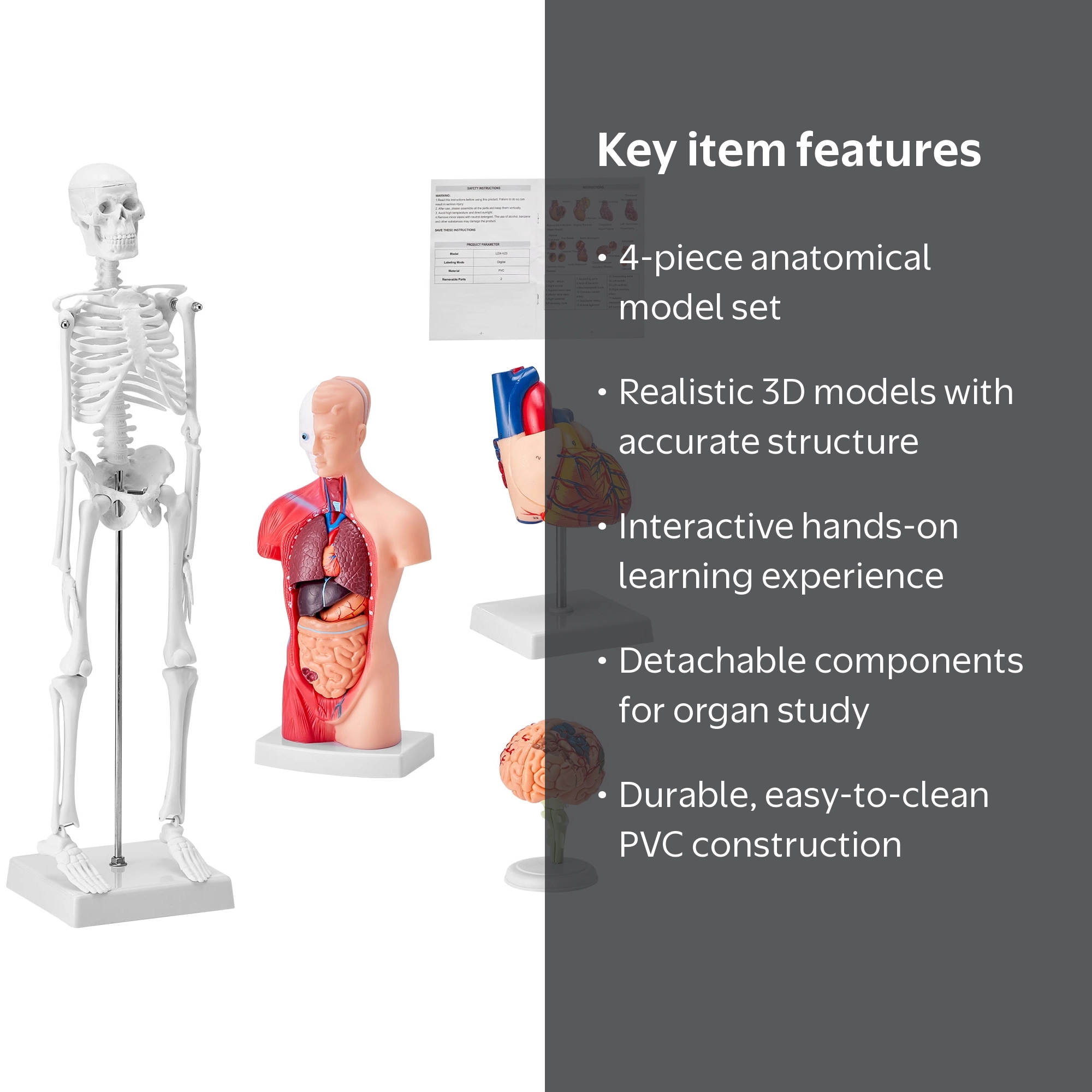 KFFKFF Collection of Human Anatomy Models, Includes Brain, Human