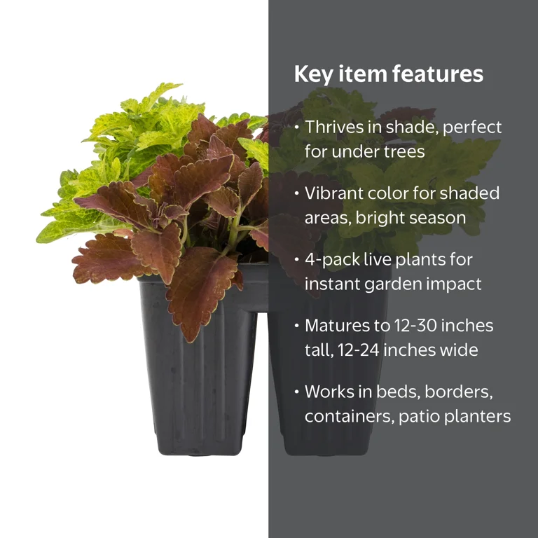 Expert Gardener 4-Pack Multicolor Coleus Live Annual Plant Shade