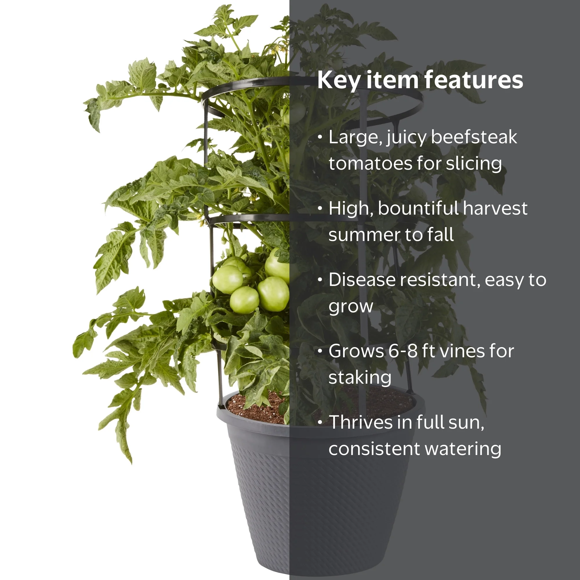 Bonnie Plants Better Boy Tomato Live Plants - Walmart.com