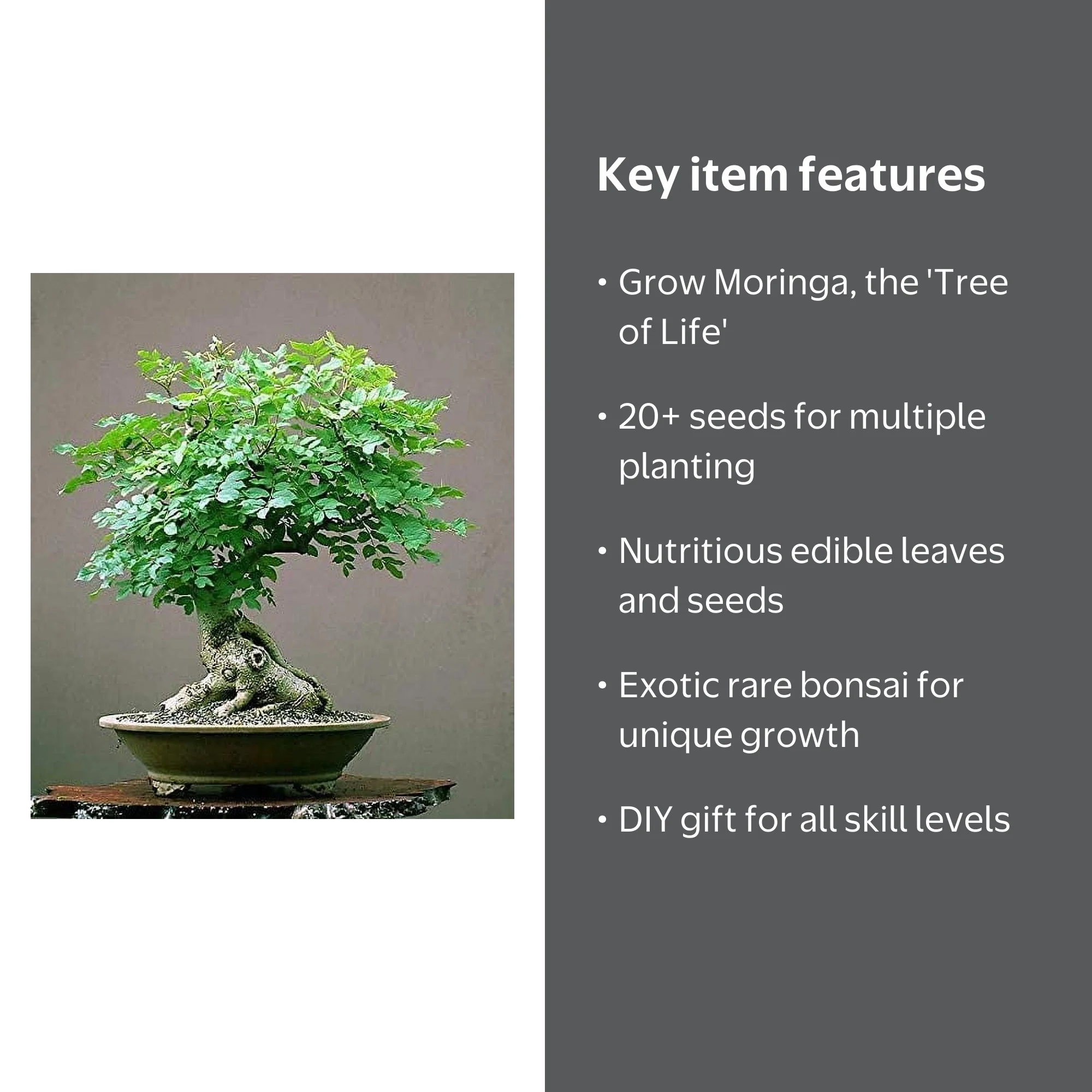 CZ Grain Bonsai Seeds 20+ Moringa Tree Seeds, Edible Leaves - Walmart.com