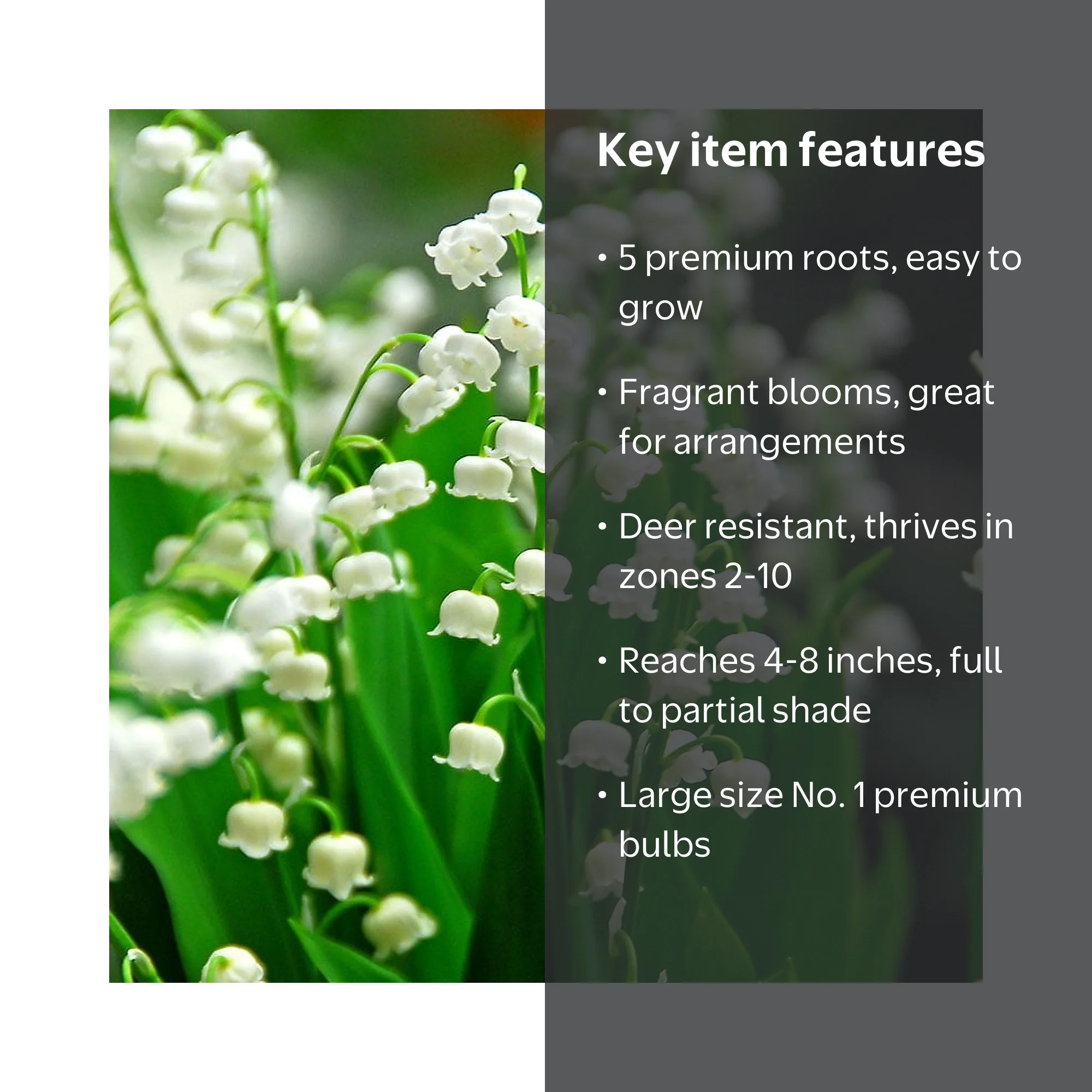 Holland Bulb Farms, Lily of the Valley Flower Bulbs, 5 Roots
