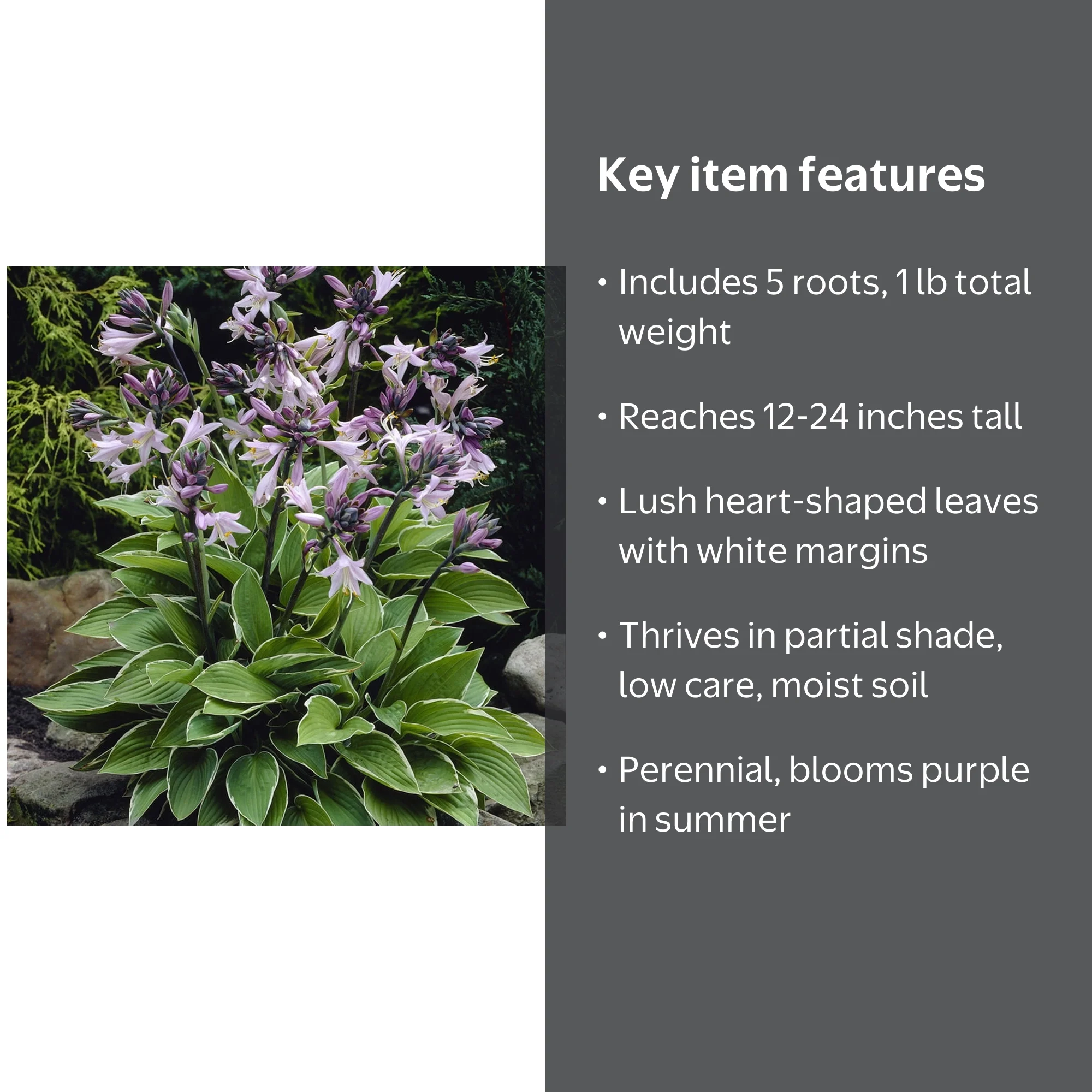 Van Zyverden Hosta Francee Set of 5 Plant Roots Purple Partial