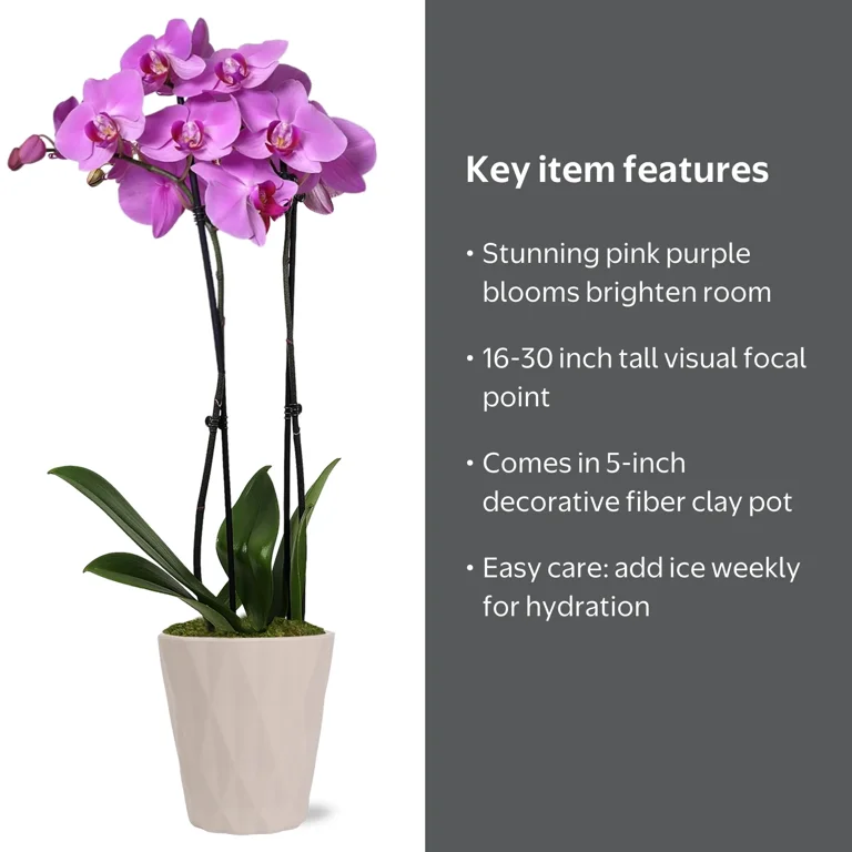 Just Add Ice Live Plant 16-30