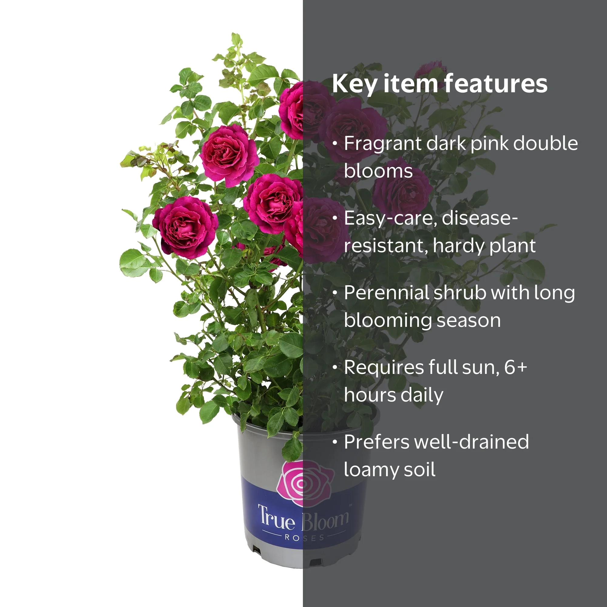 True Bloom by Altman Plants 'True Serenity' PP28929 Pink Rose Bush