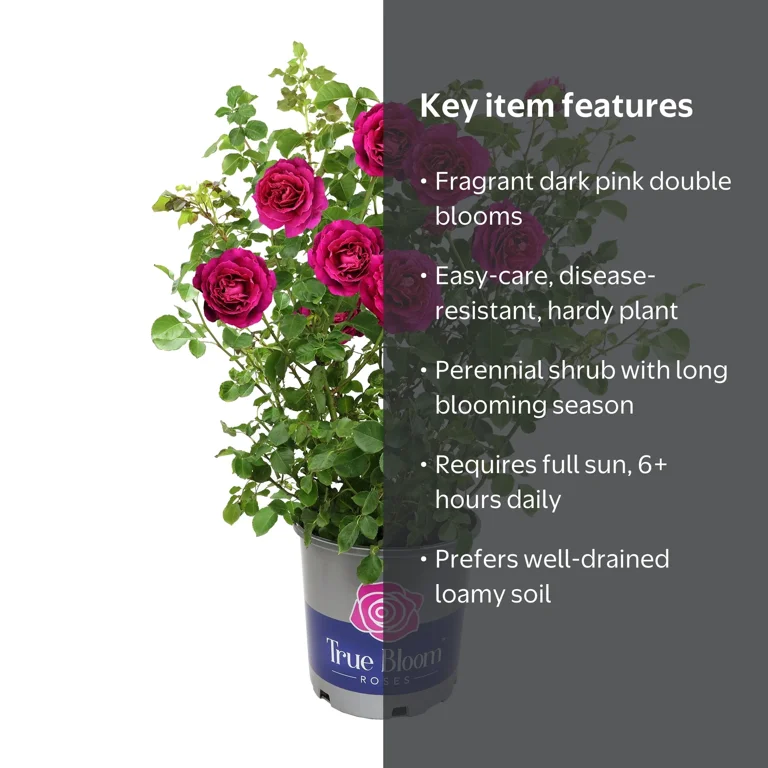 rose True Bloom by Altman Plants 'True Serenity' PP28929 Pink Rose Bush