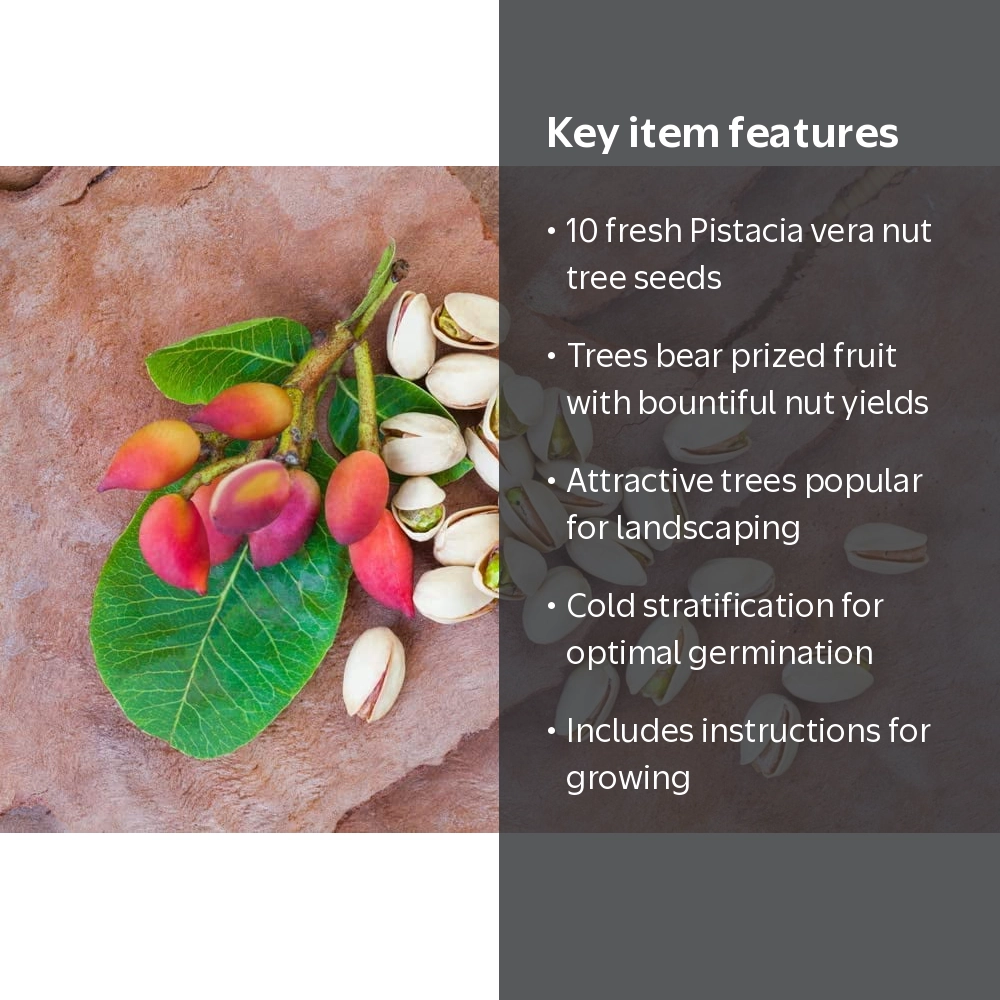 CZ Grain - 10 Outdoor Pistachio Nut Tree Seeds for Planting
