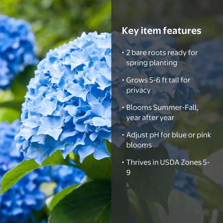 Garden State Bulb Nikko Blue Hydrangea Shrub, Bare Root, Spring