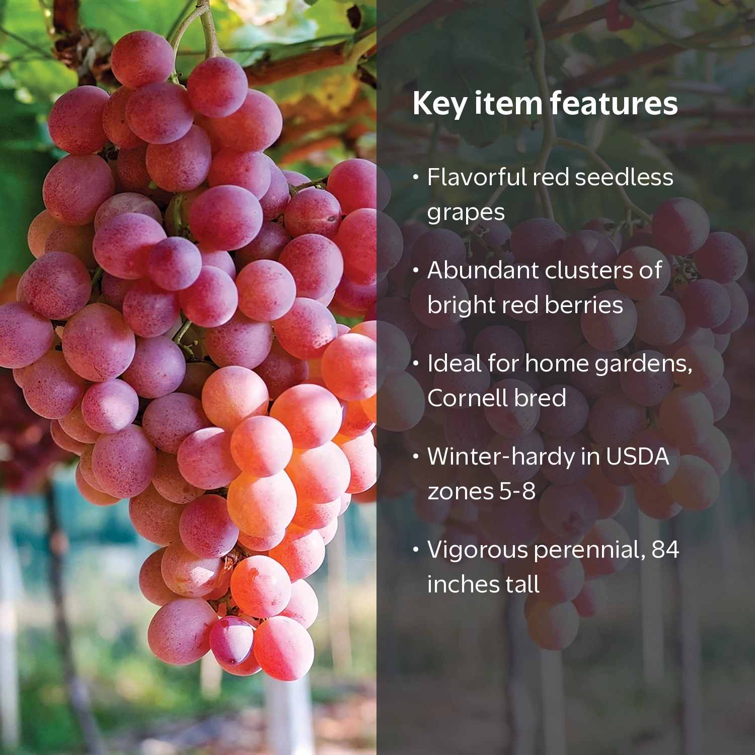 Van Zyverden Grapes Einset Seedless Set of 1 Plant White Full Sun