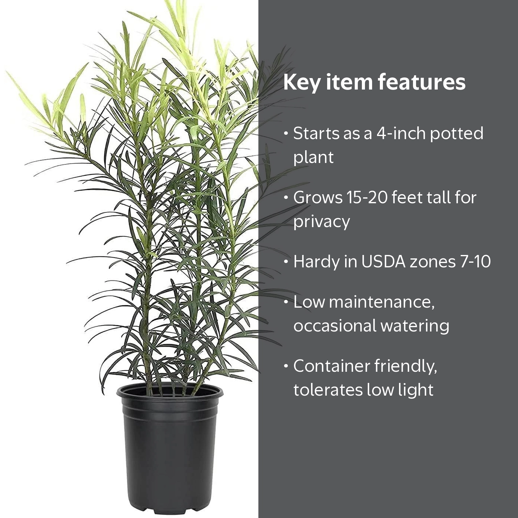 Podocarpus Macrophyllus 1 Live 4 Inch Pot Japanese Yew Low