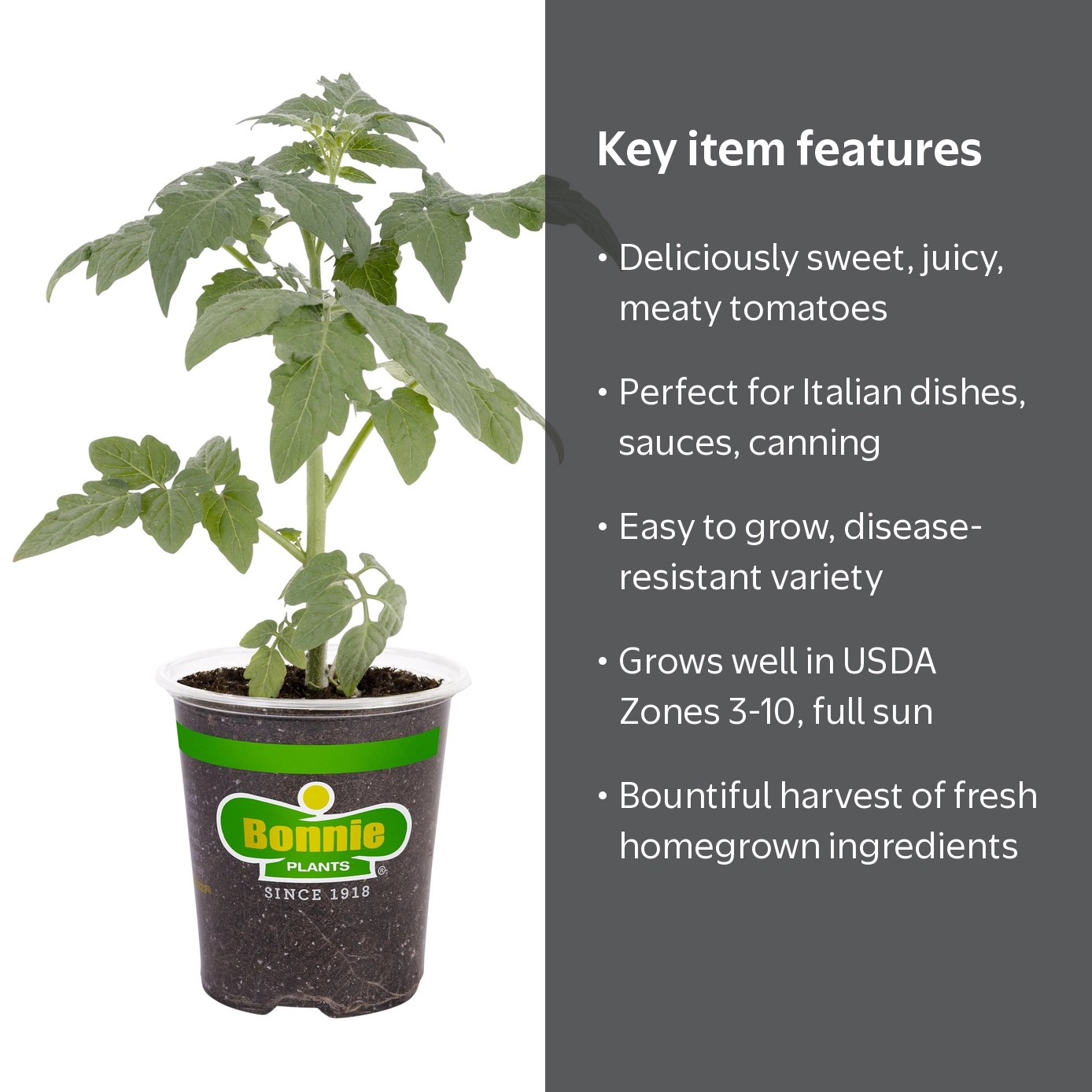 Bonnie Plants Tomato San Marzano,Disease resistant - Walmart.com